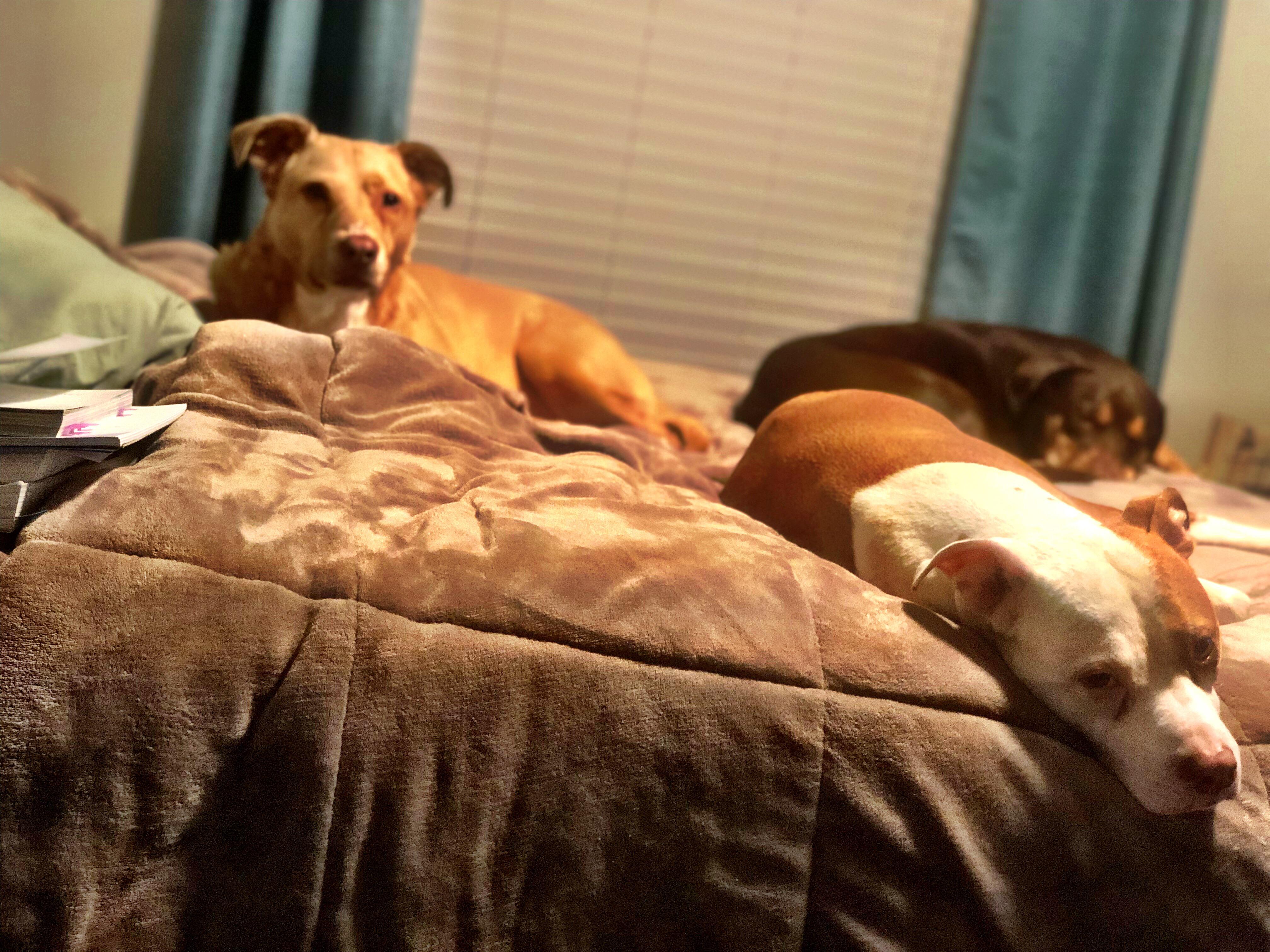 I think I need a bigger bed... r/dogpictures