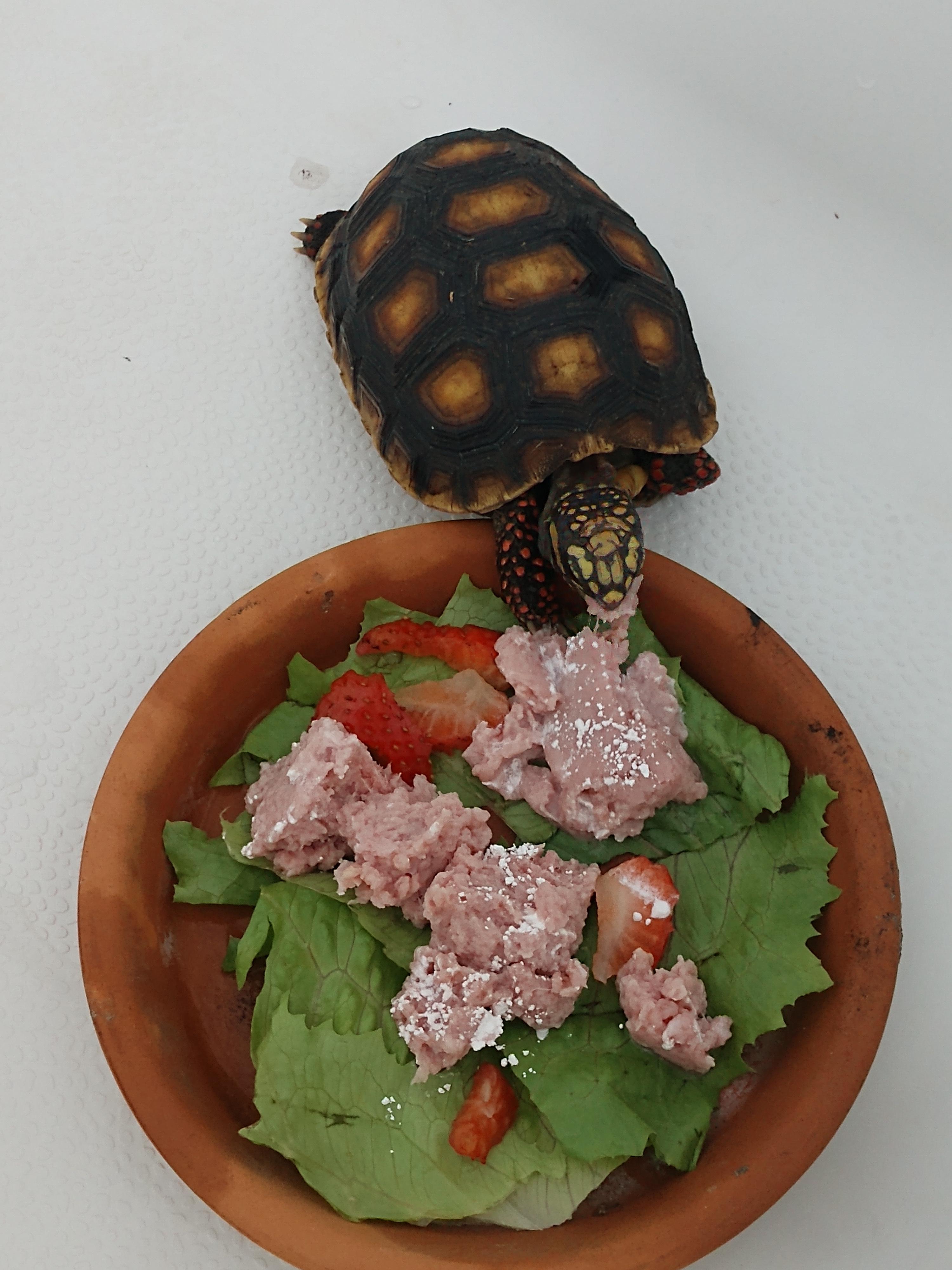 Here at the Tortoise Cafe, Titus is enjoying turkey tartar enhanced