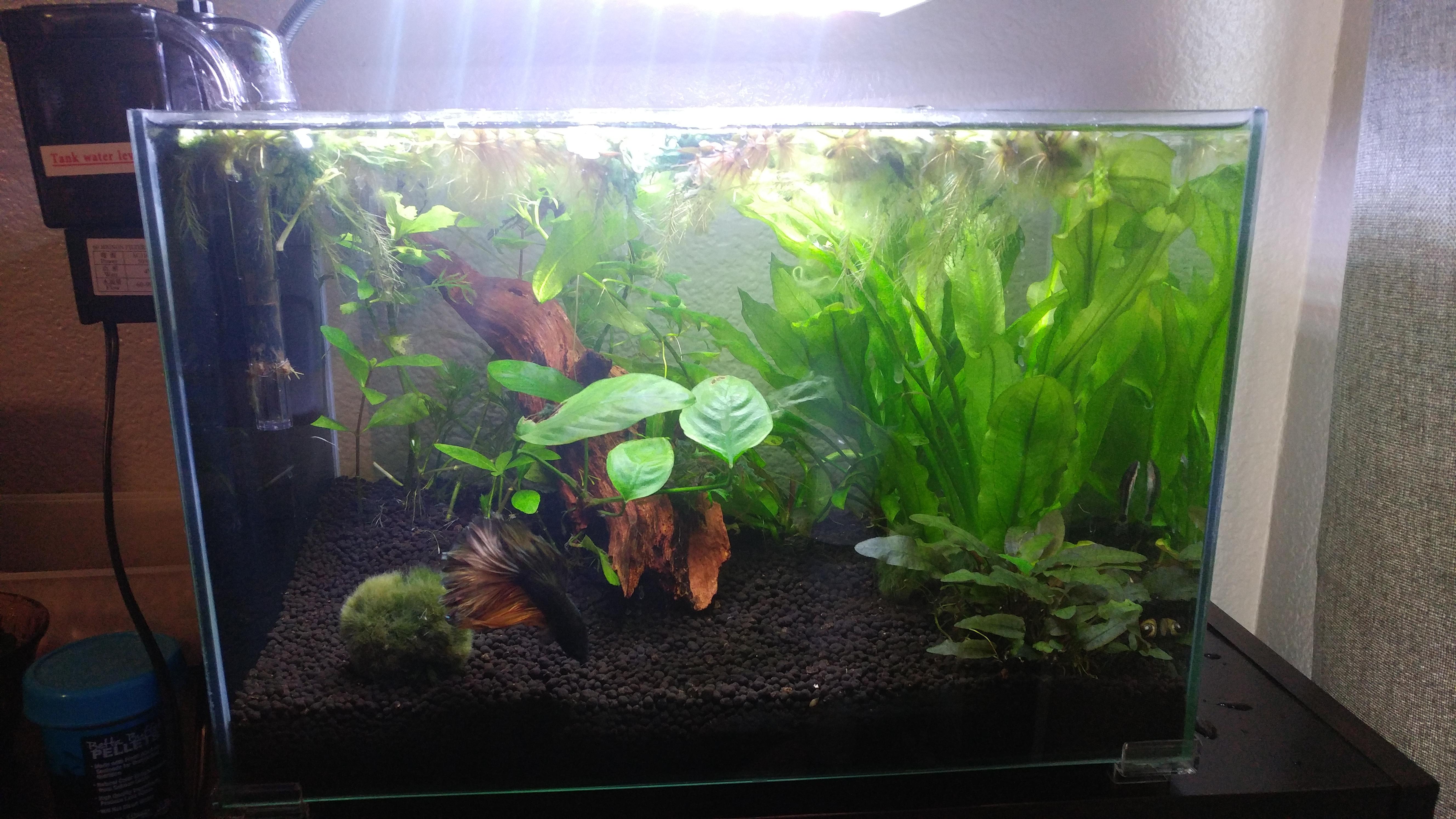 Algae help. 5 gallon tank. Planted about 2 months. Im growing some type