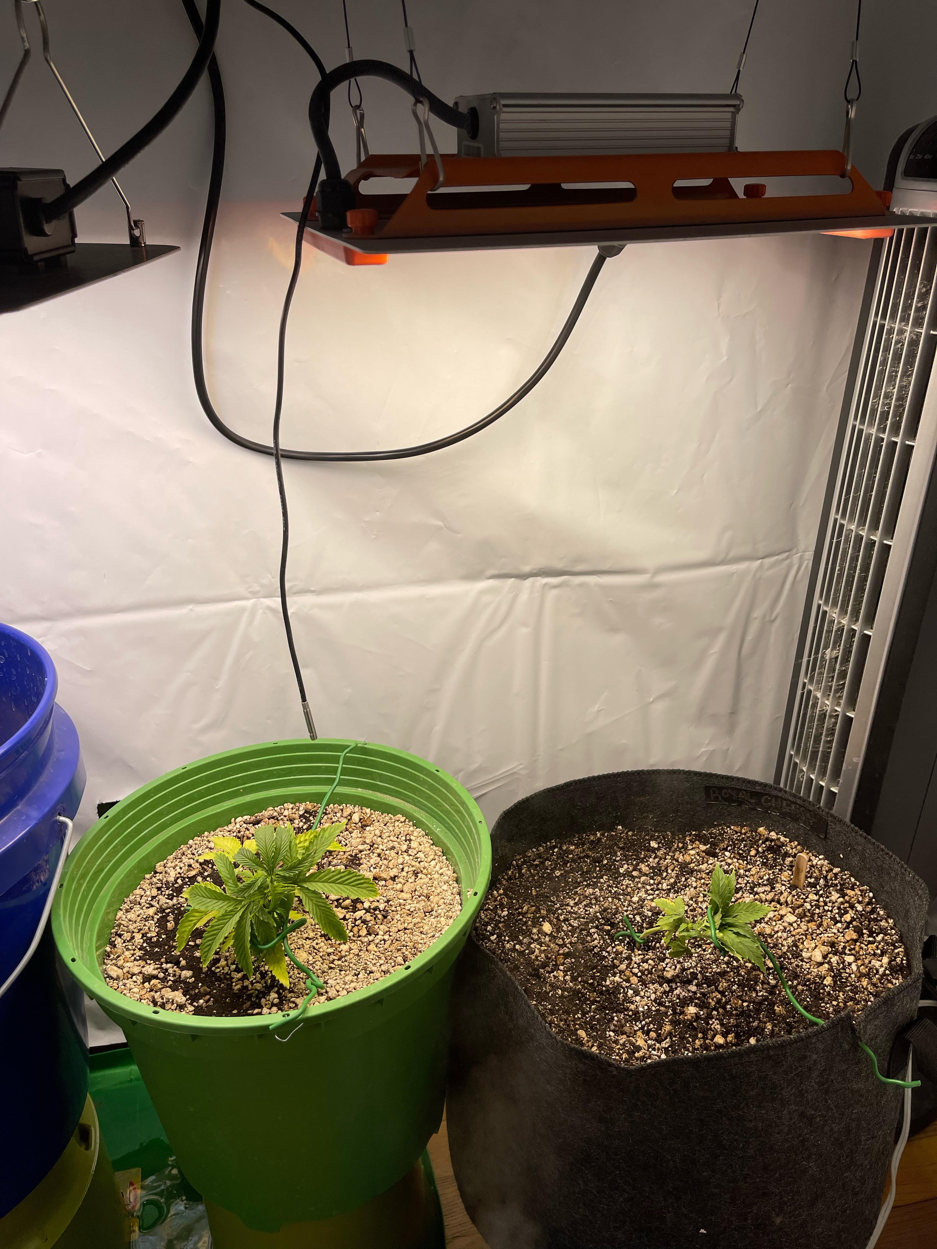 🚨🚨 I need the sauce on the best soil for auto flowers please! first