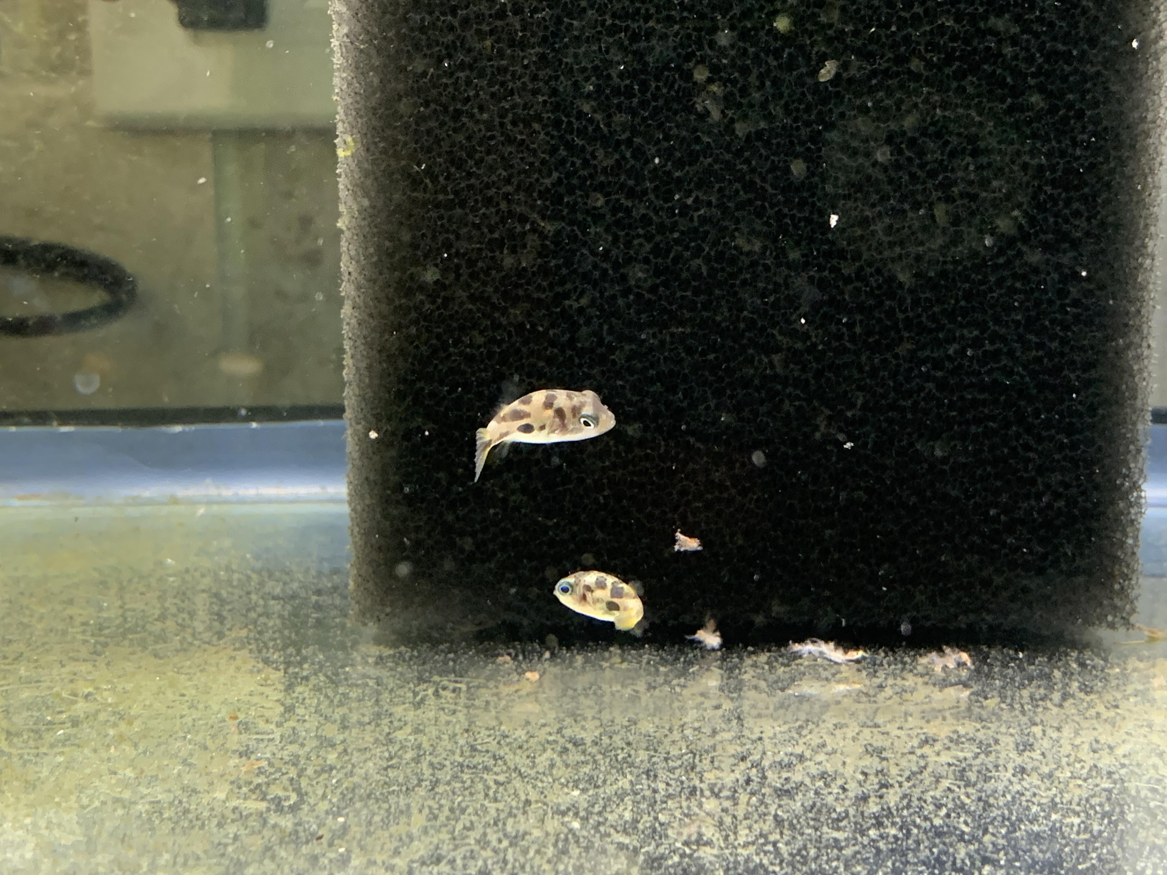 My puffers have done amazing in quarantine. Medications have done well
