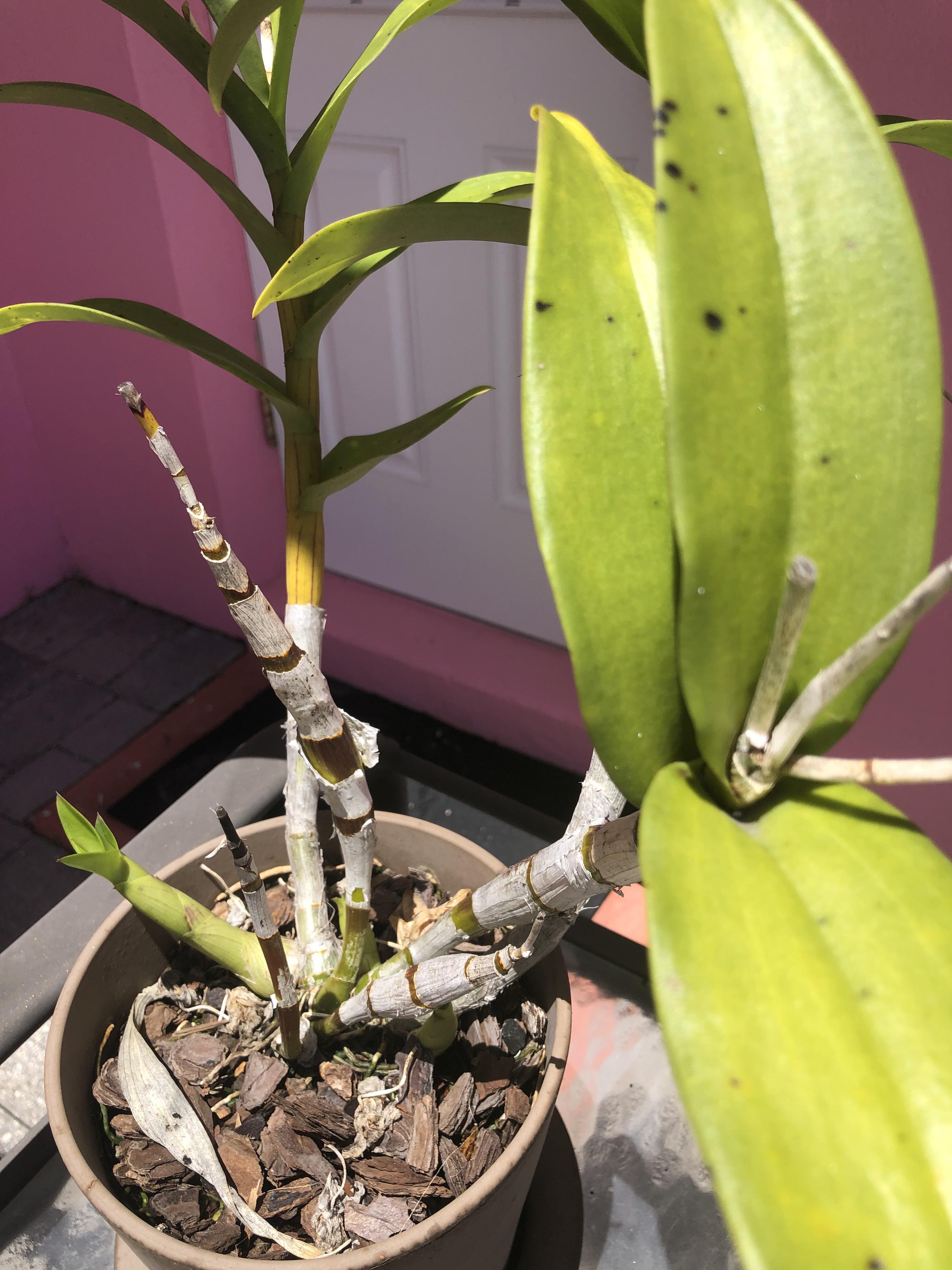 Why does this orchid have black spots and lose leaves? Lots of new