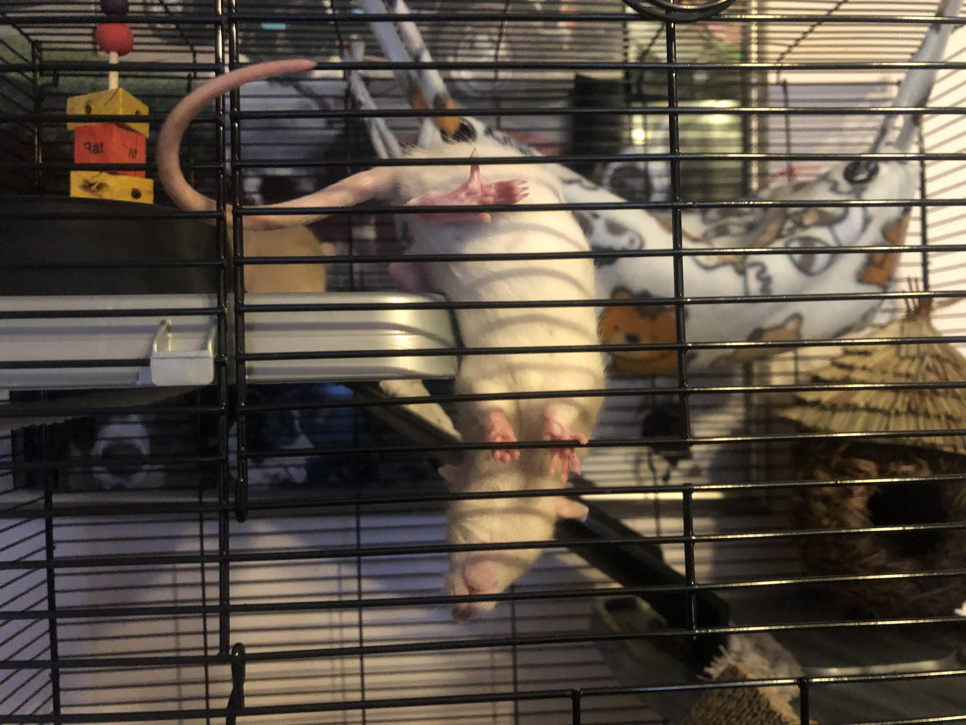 SpiderRat, SpiderRat, does whatever a SpiderRat does r/LilGrabbies