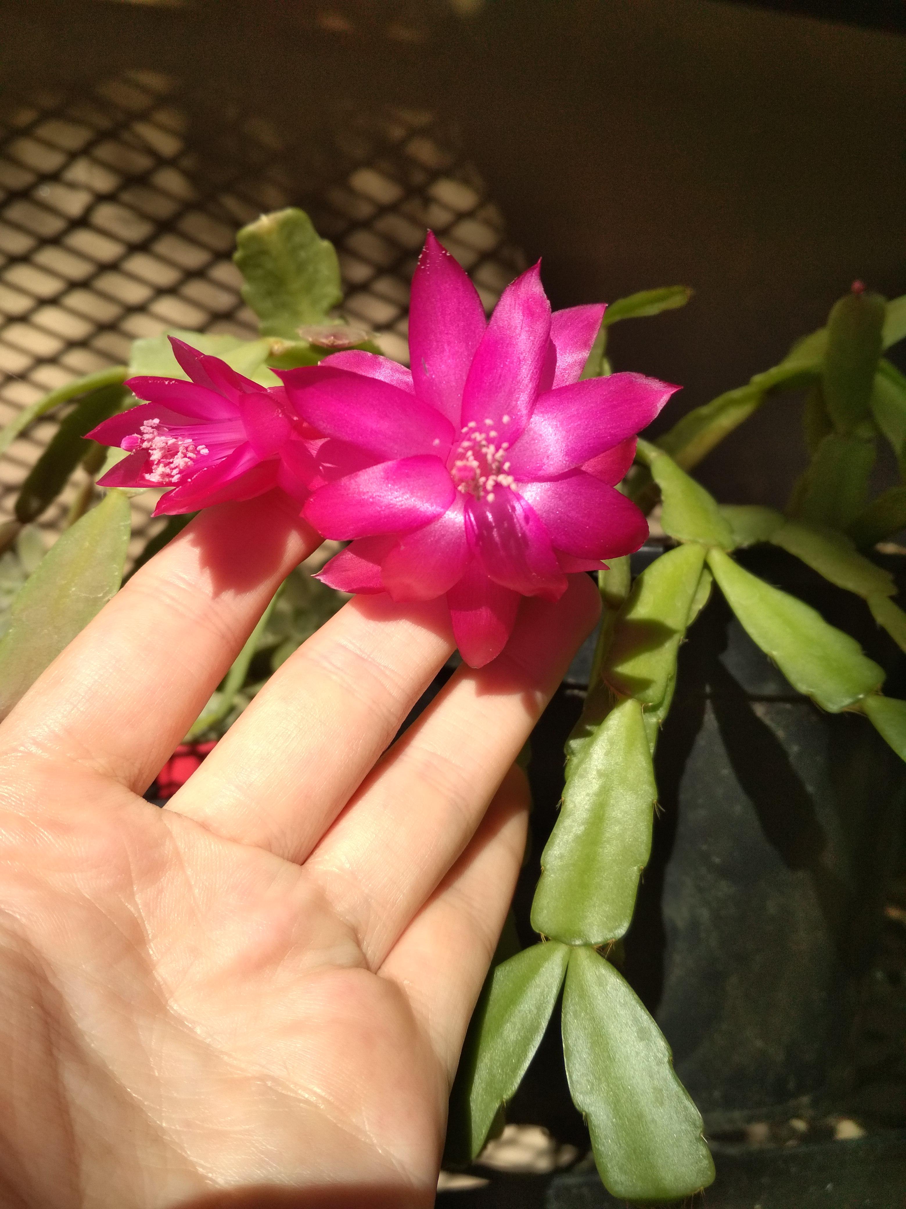My Zygocactus is blooming and these are some of the prettiest flowers I
