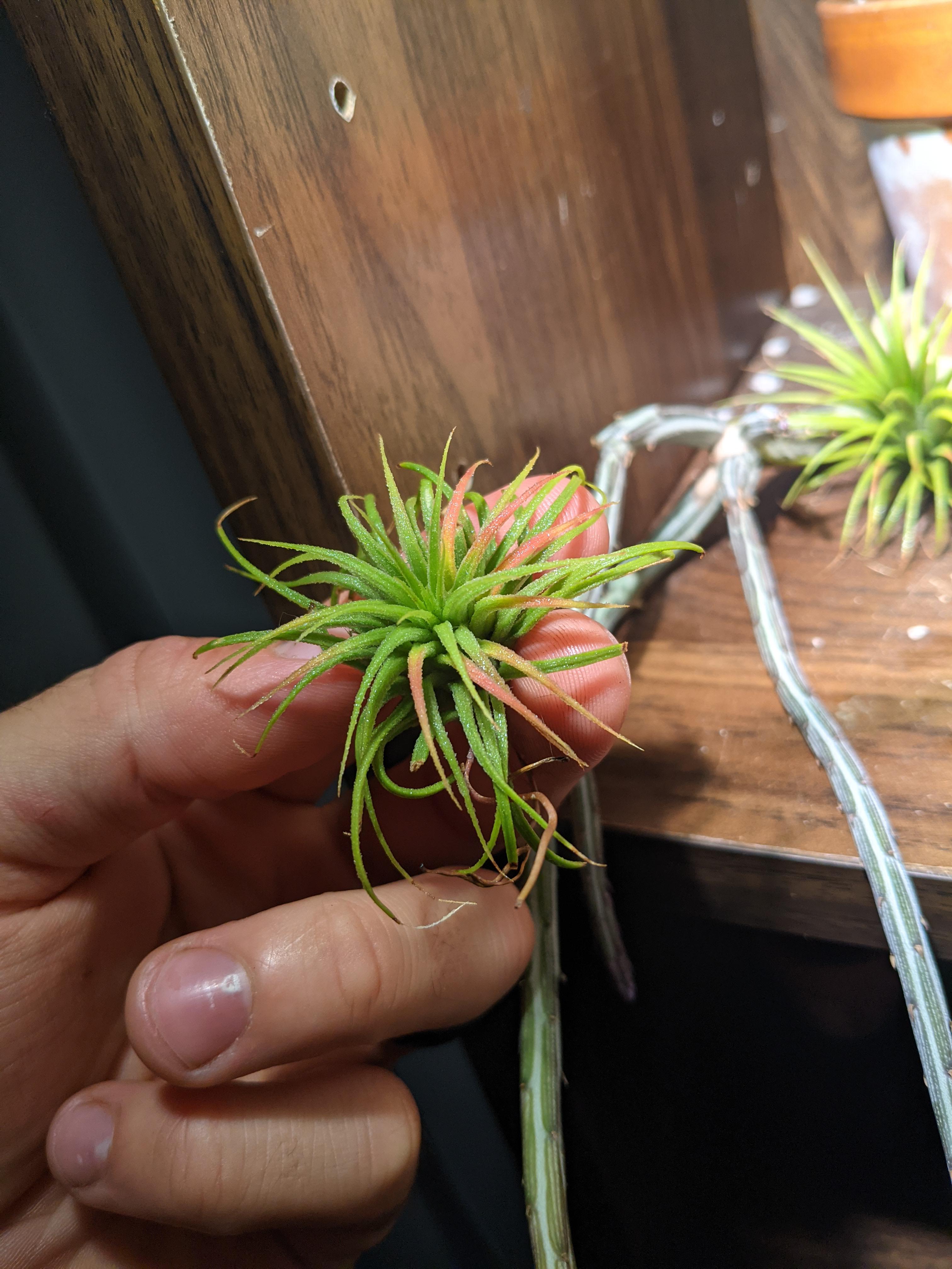 One of my tillandsia ionantha is turning red. Is it going to bloom or