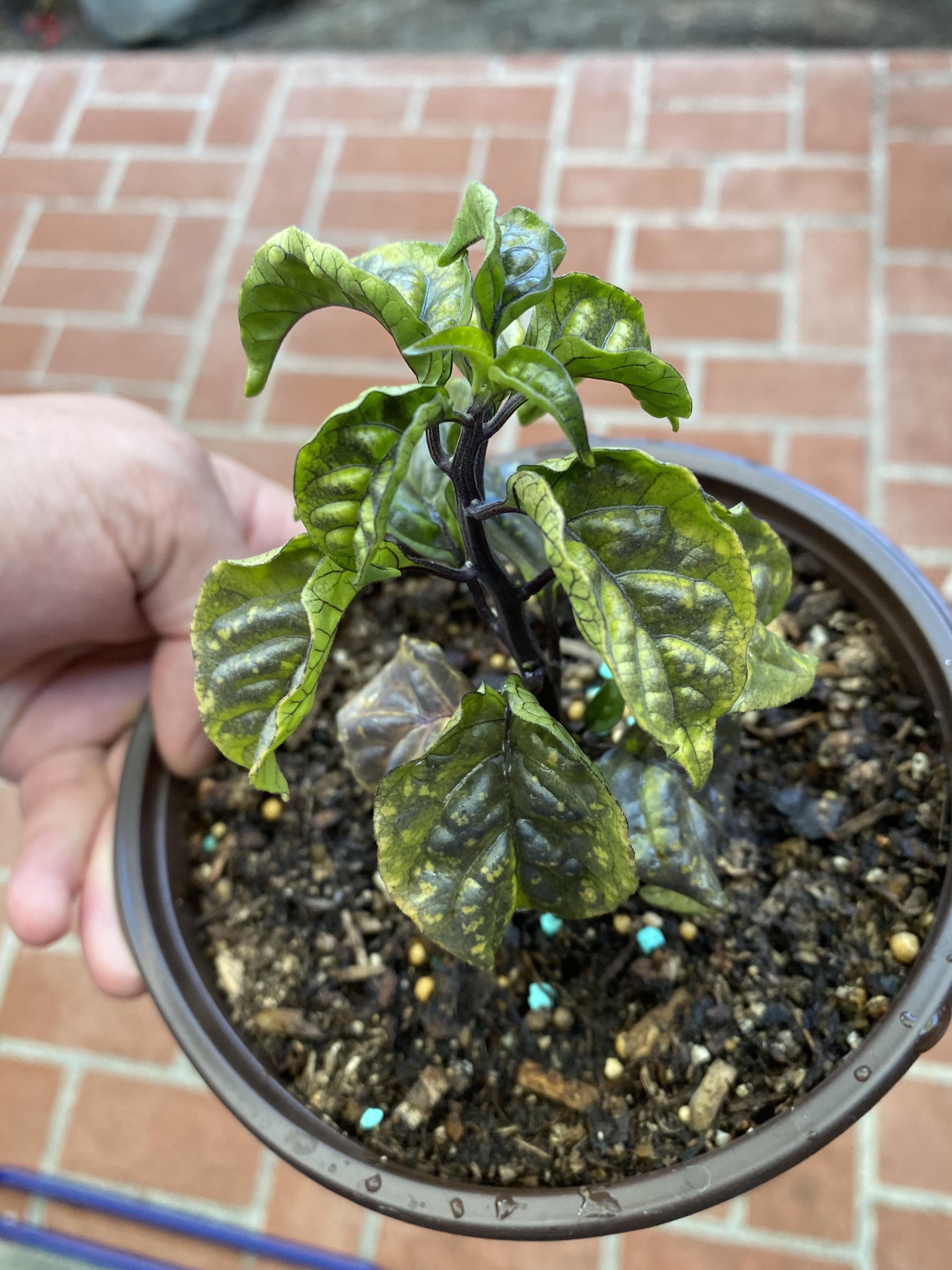 Slow growth and purple curled leaves on my Carolina reaper r/plantclinic