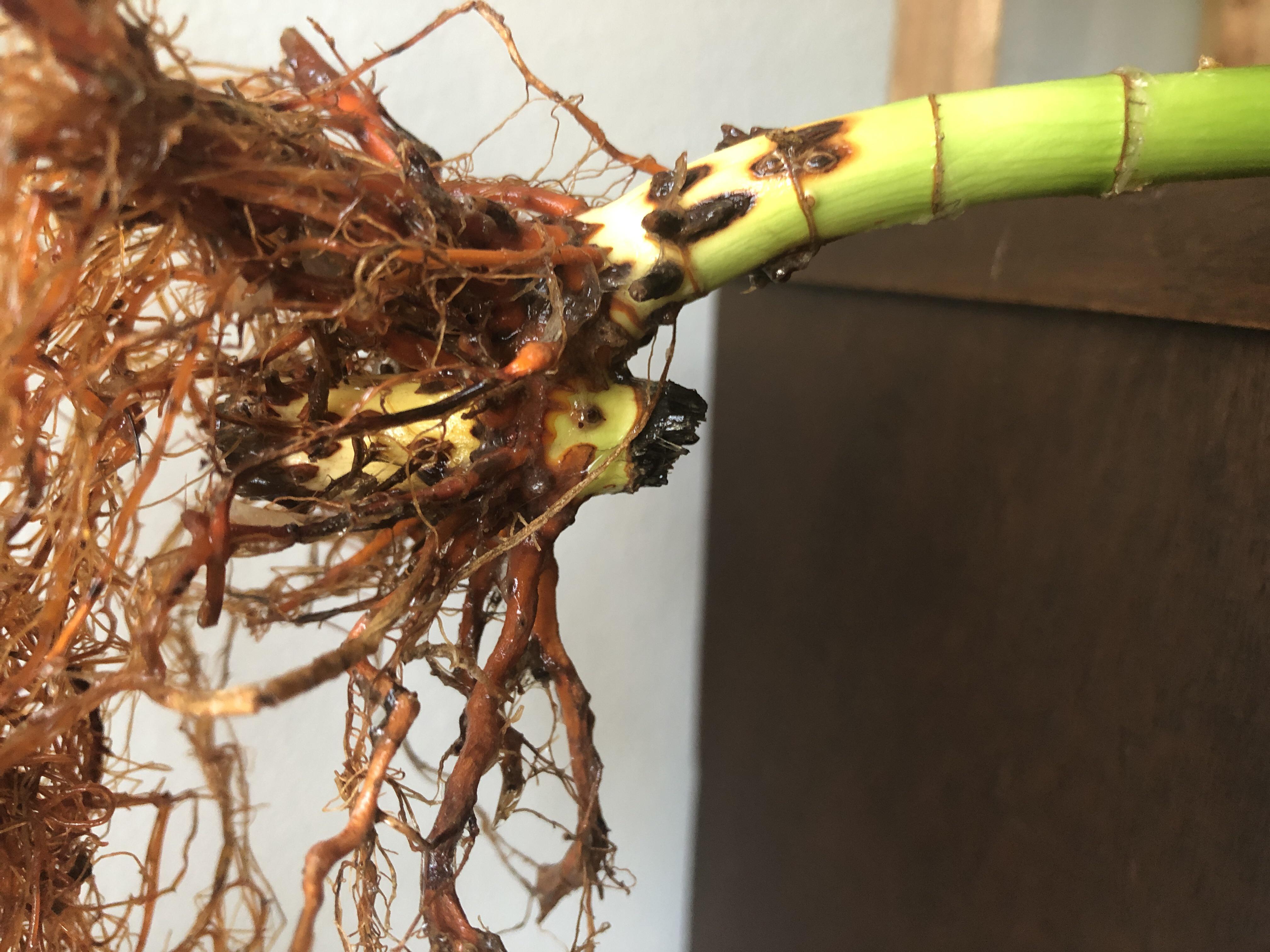 Help! Black rotting parts on lucky bamboo (Dracaena sanderiana) r
