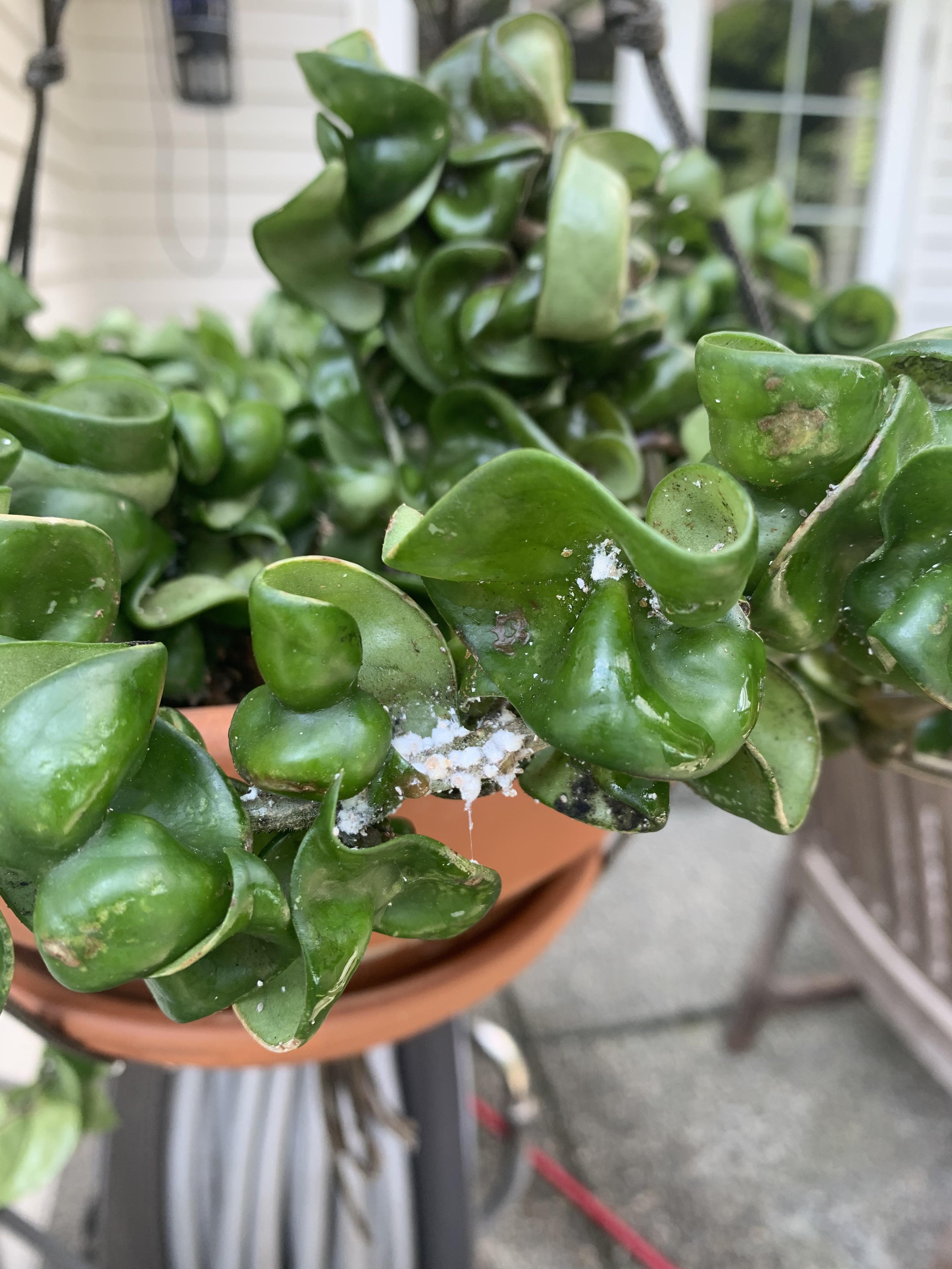 Hoya rope plant has white powdery crusty stuff in nooks and crannies