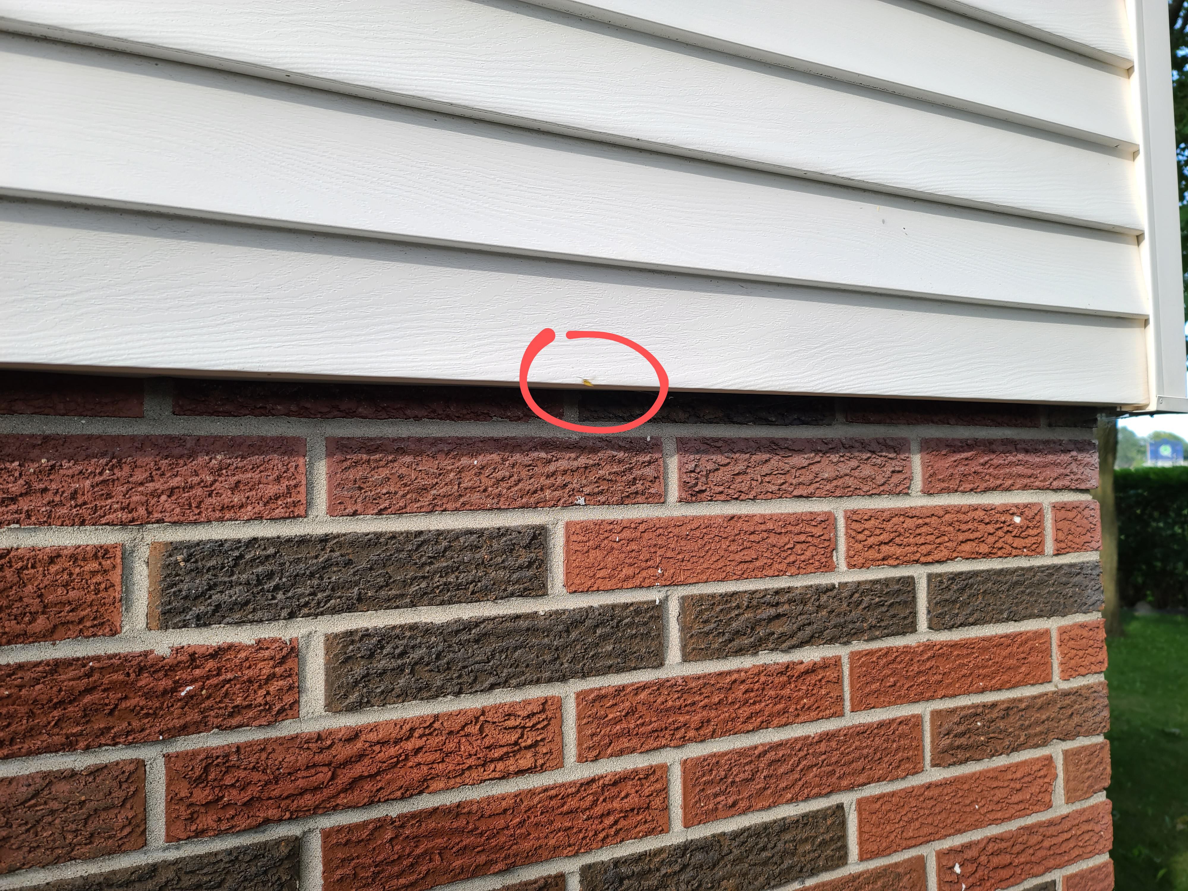 So I've got Bees living under my Siding. Is there anyone in town that