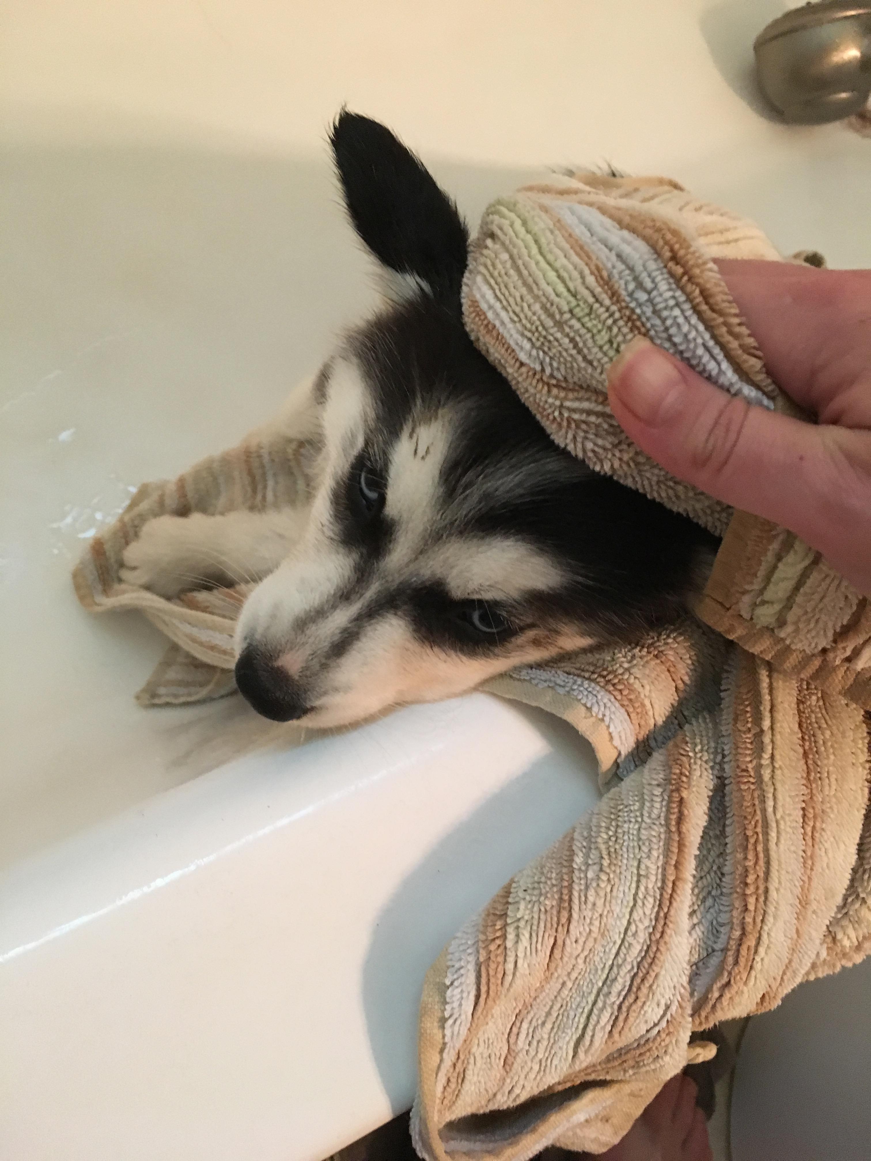 Puppy Rolls in Mud, Puppy Gets Bath (and also wants to murder me) husky