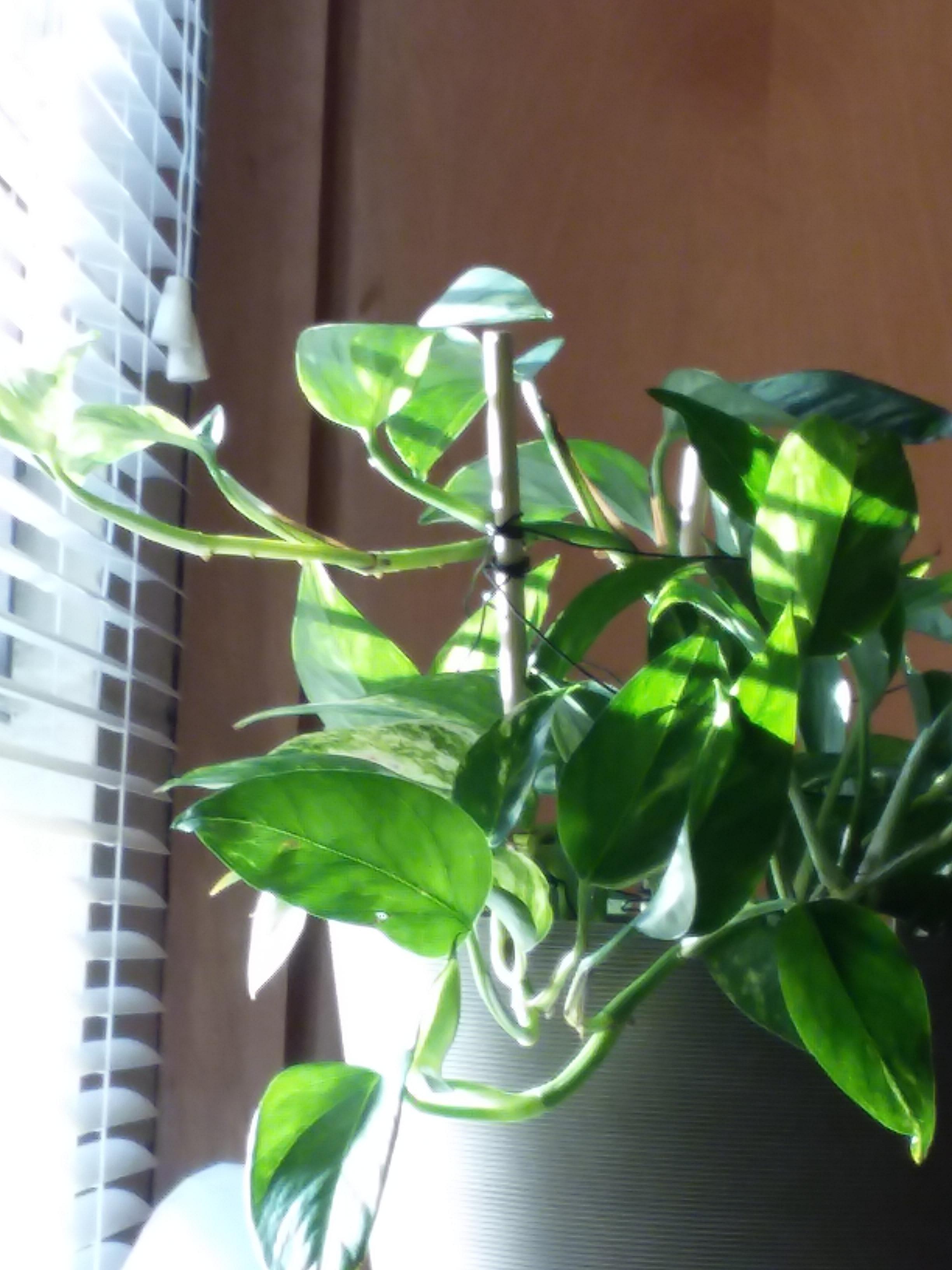 Found this Reddit by chance looking for potting mix recipes lol. Here's