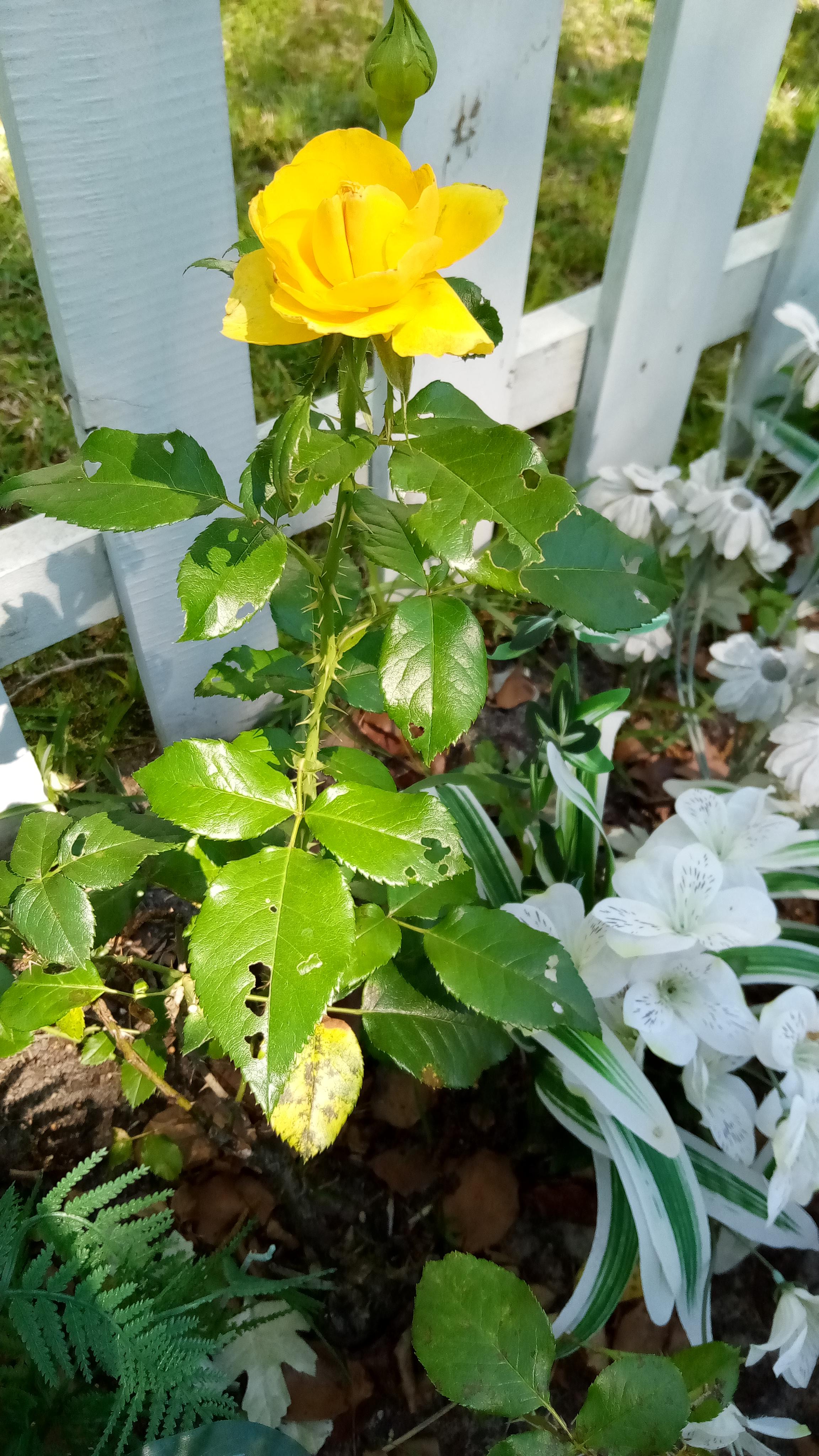 Something is eating my leaves on my yellow roses. S located. Do