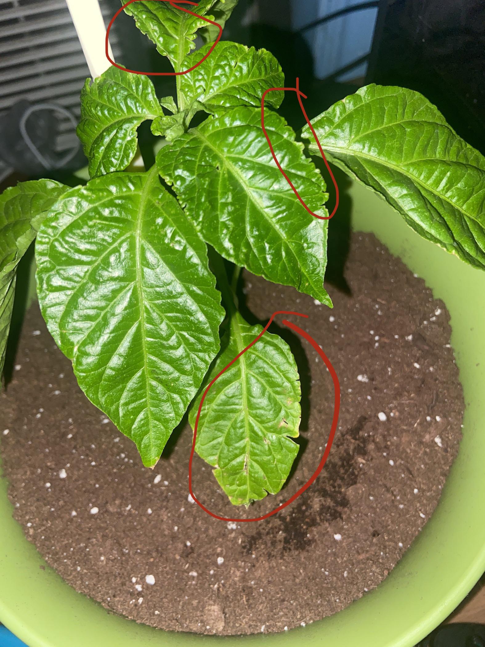 Anyone know why my pepper plants leaves started turning like this? r