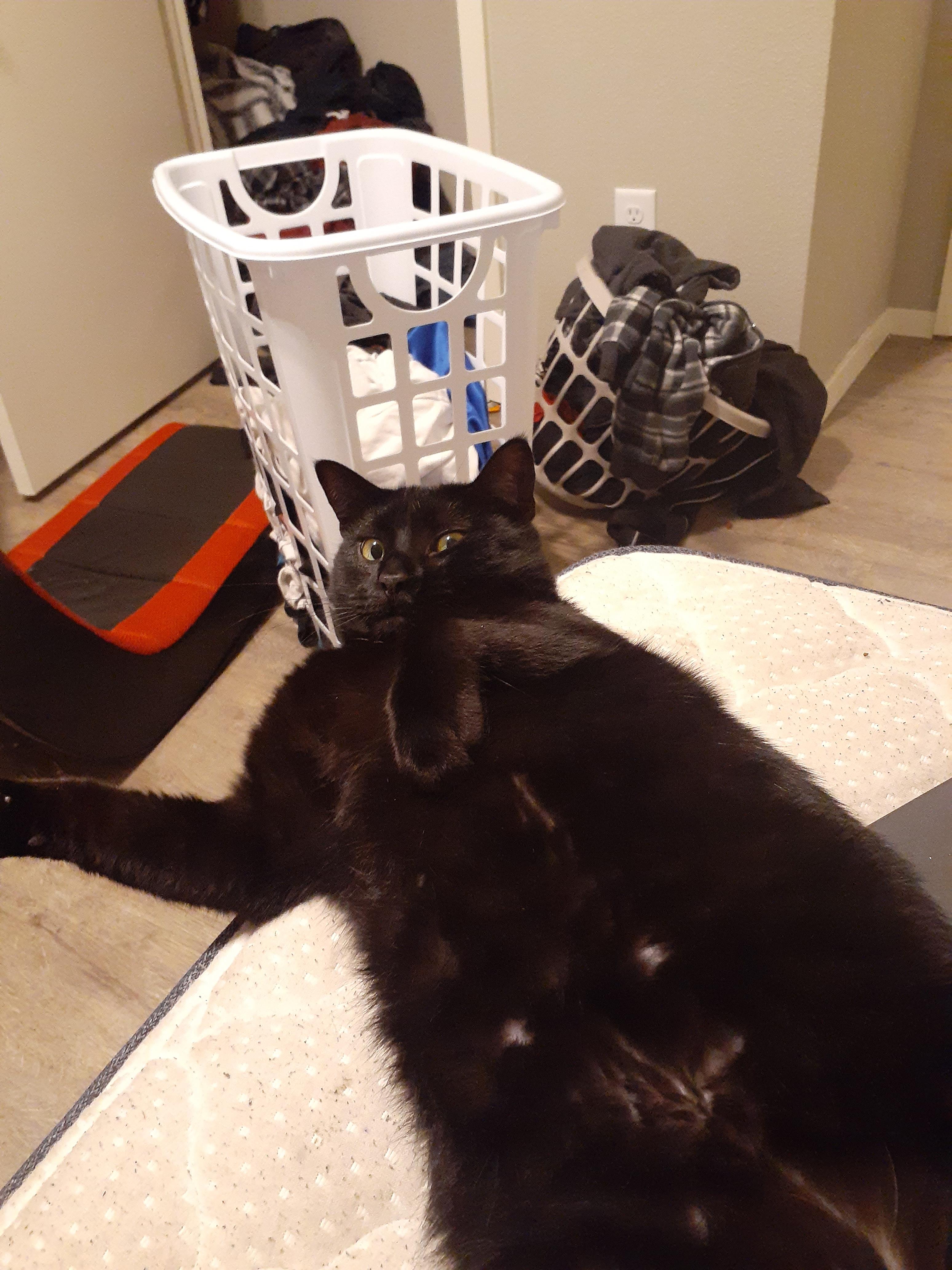 My cat on my bed r/pics