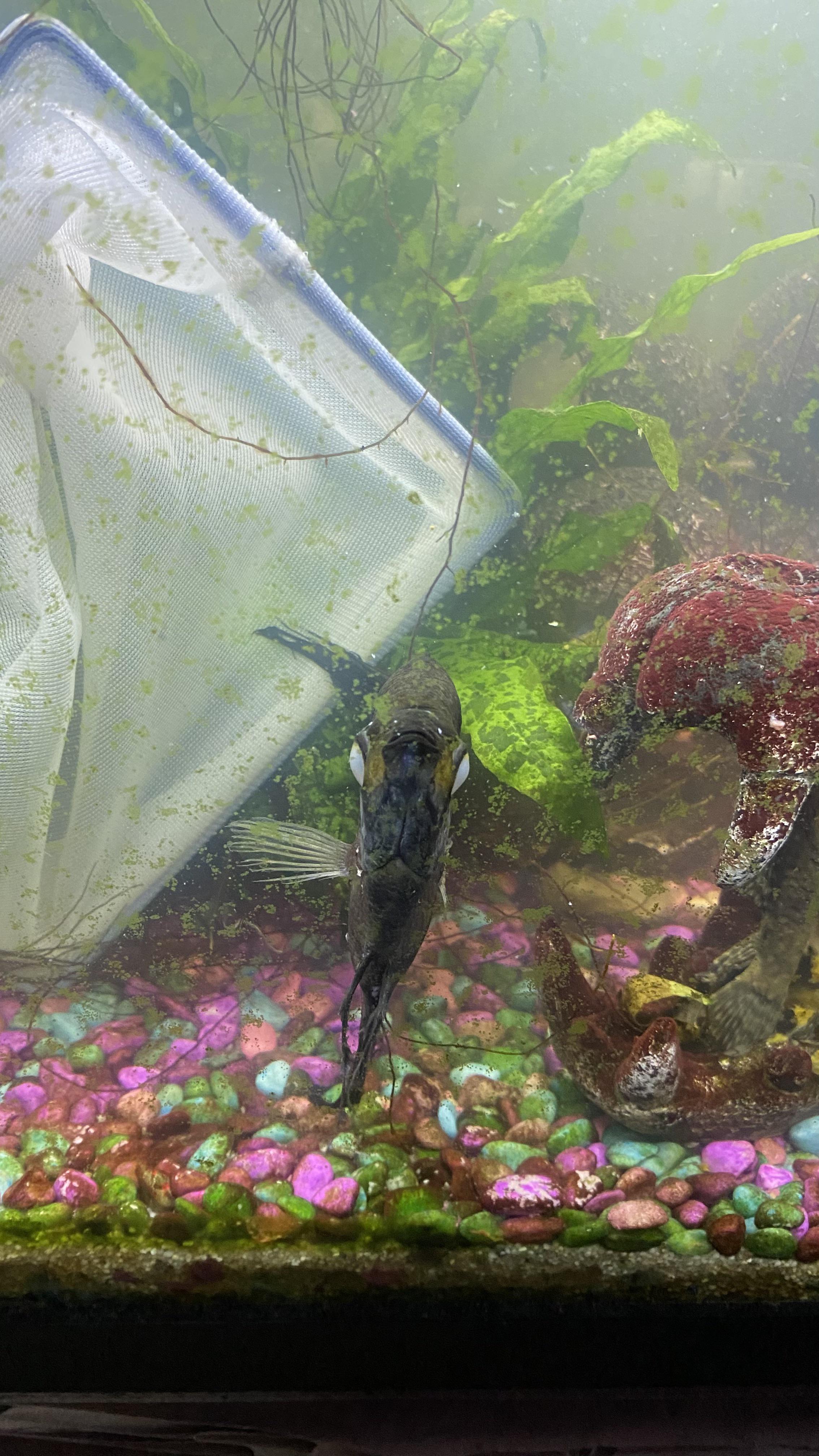 Just came home from work to every fish keepers nightmare. Heater broke