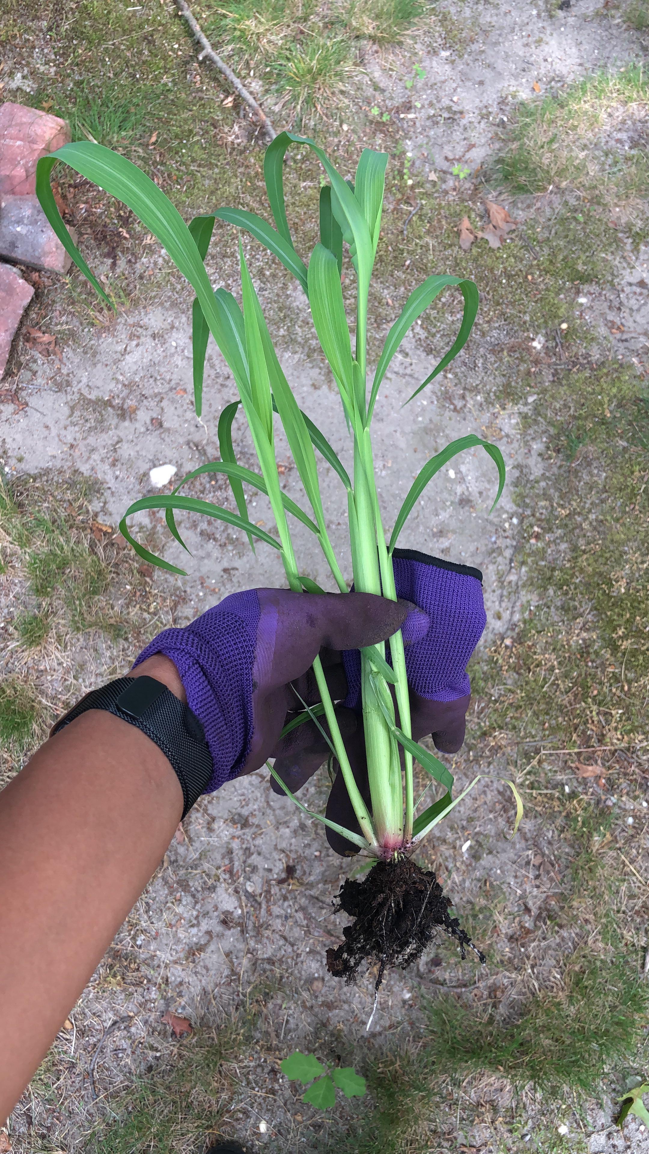 There were about 6 of them in my raised bed garden, but I definitely