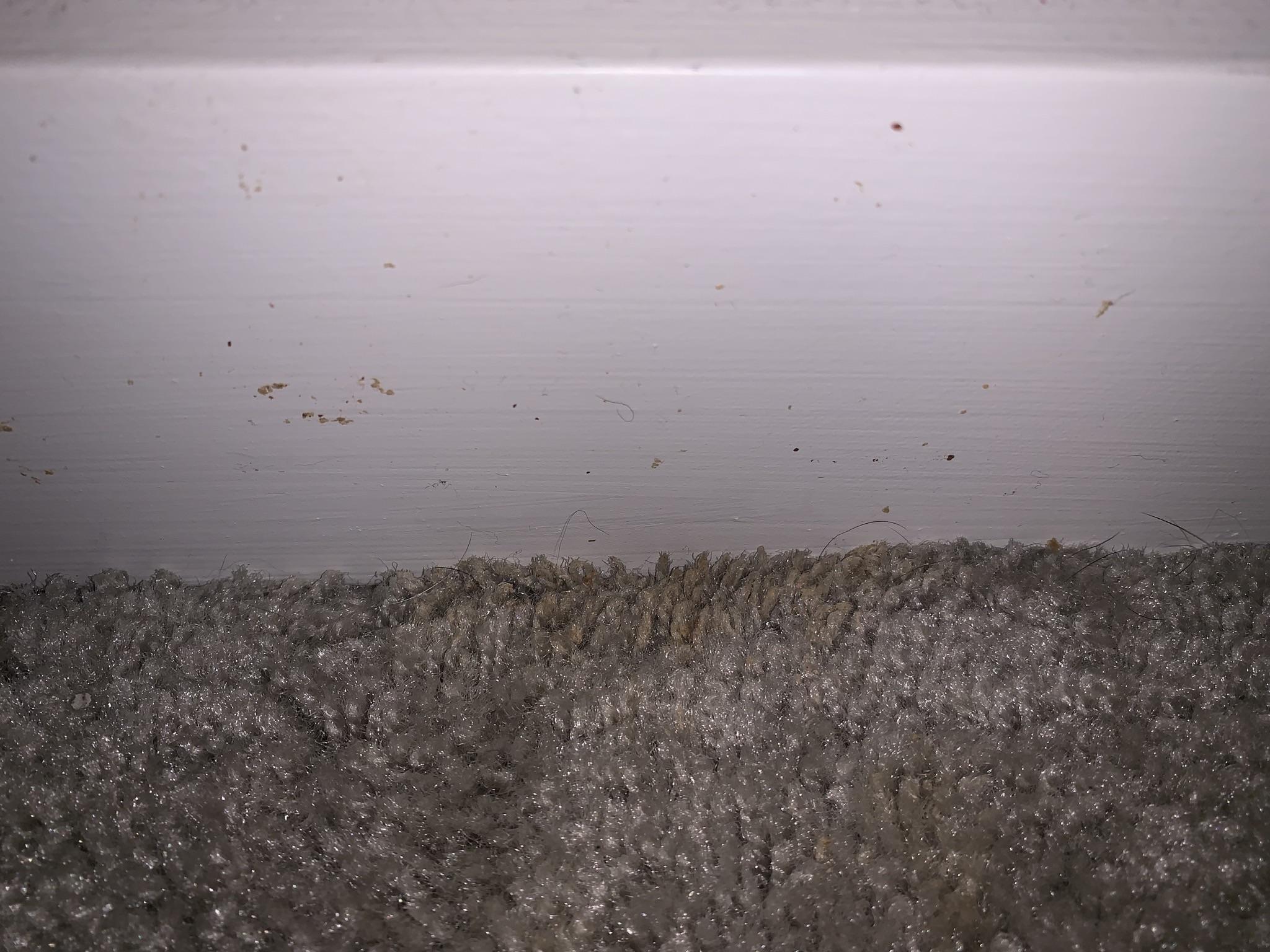 Is this bed bug debris/bed bug related? r/Bedbugs