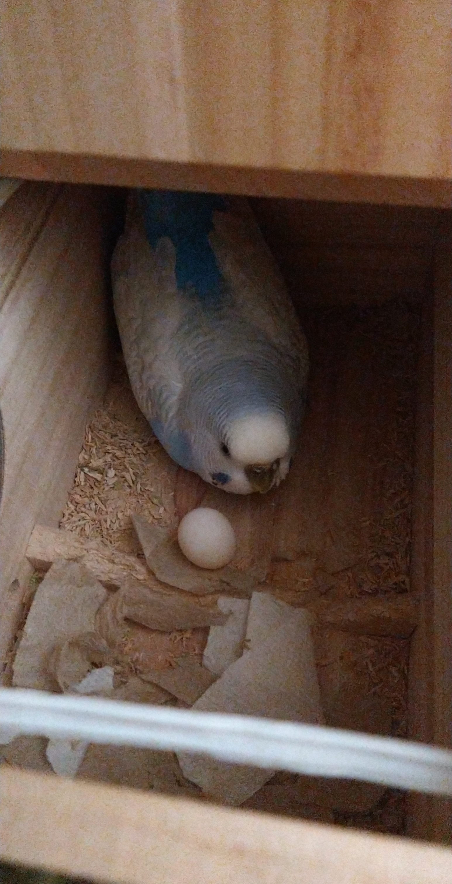 Hi!! After many days of me being traumatized due to looking over and