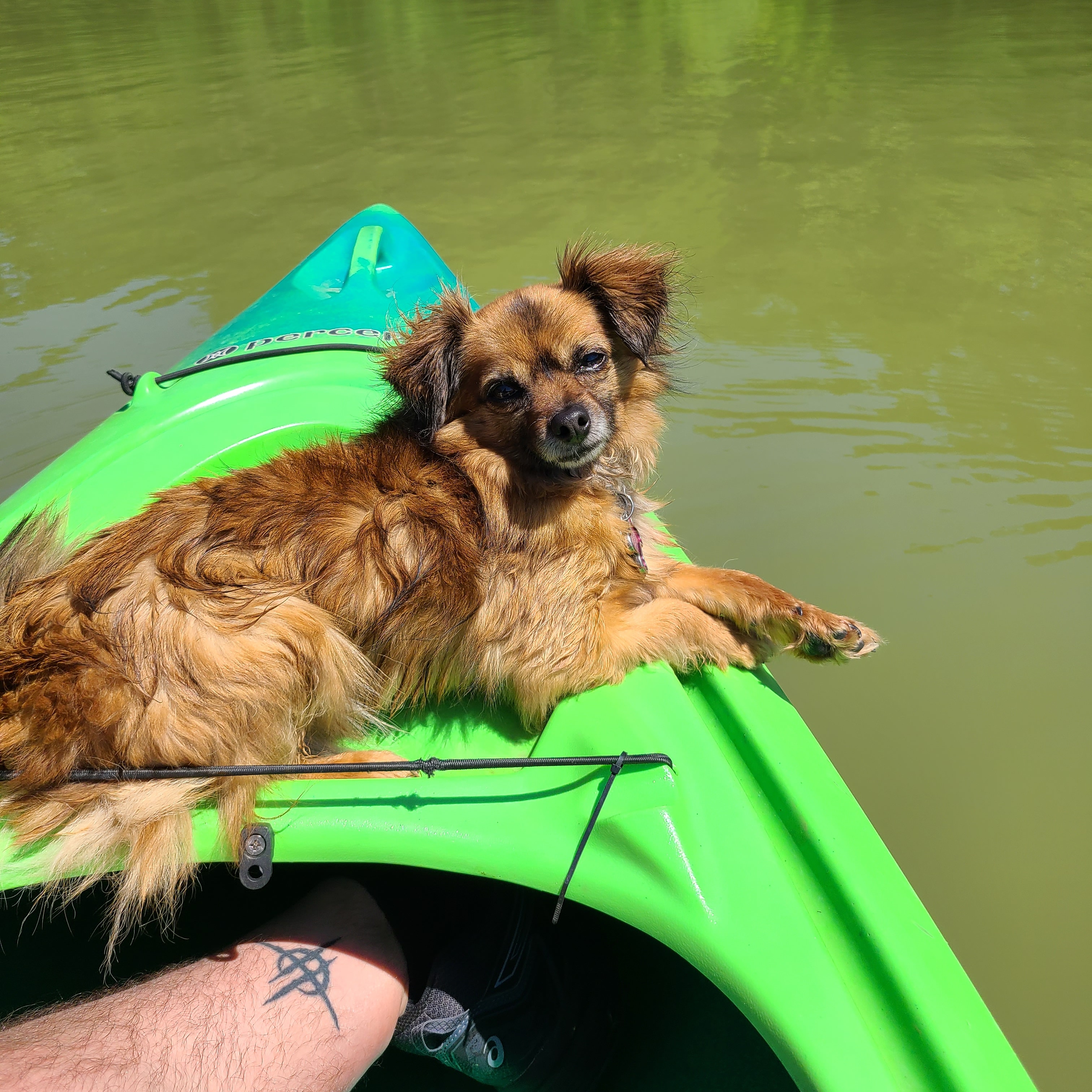 Eagle Mountain Lake, TX. She's loving life. r/Kayaking
