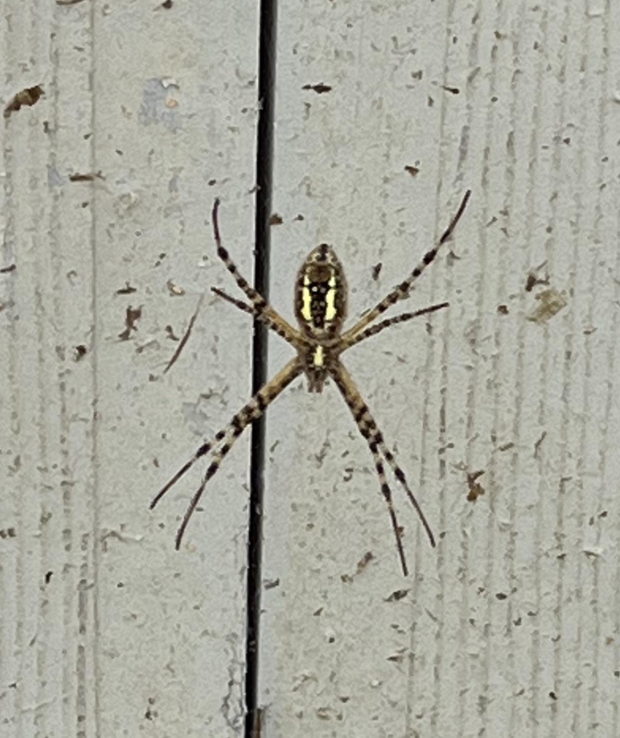 Can anyone tell me what kind of spider this is? Located in western