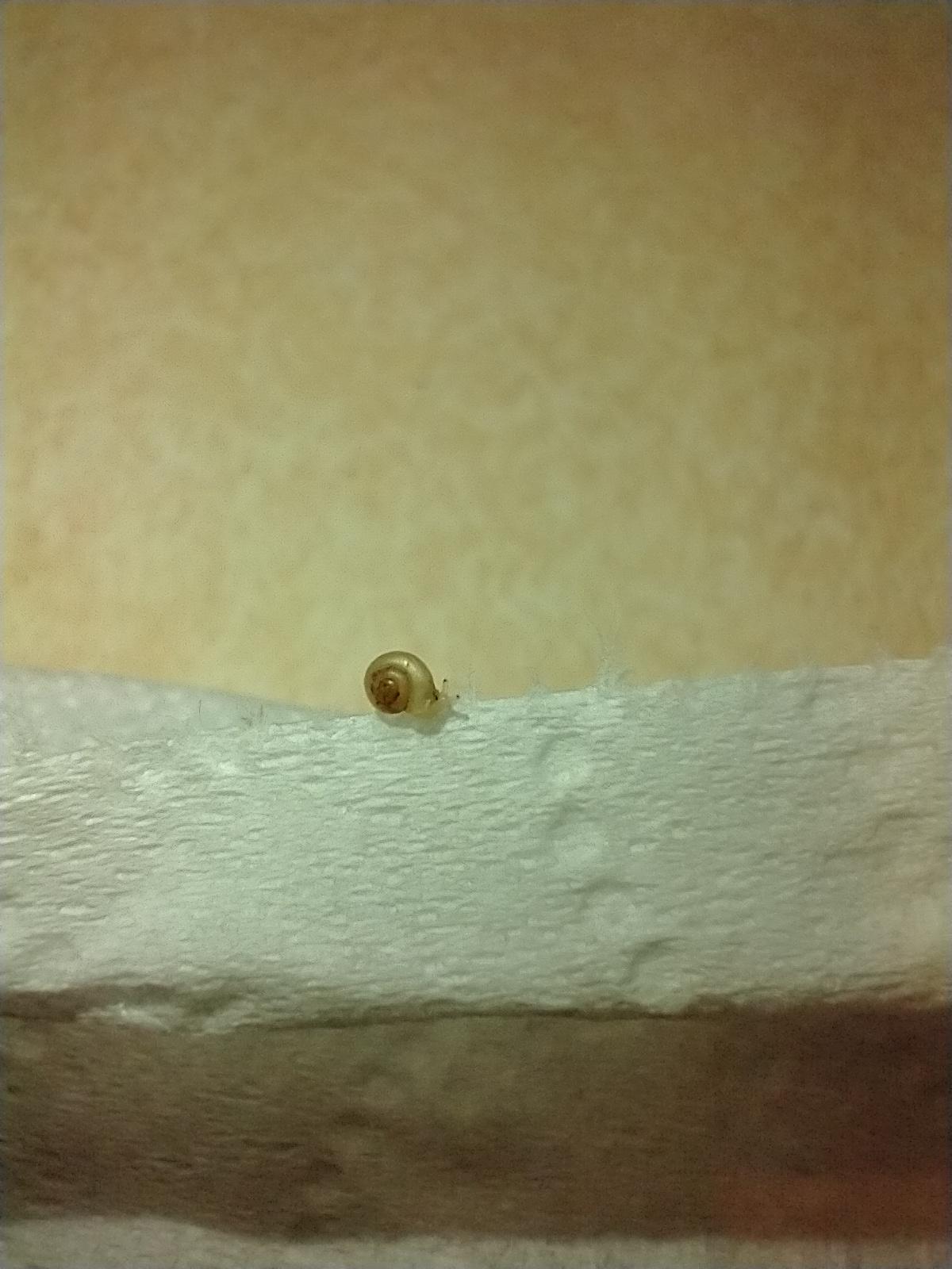 What is this? A snail for ants? r/thingsforants