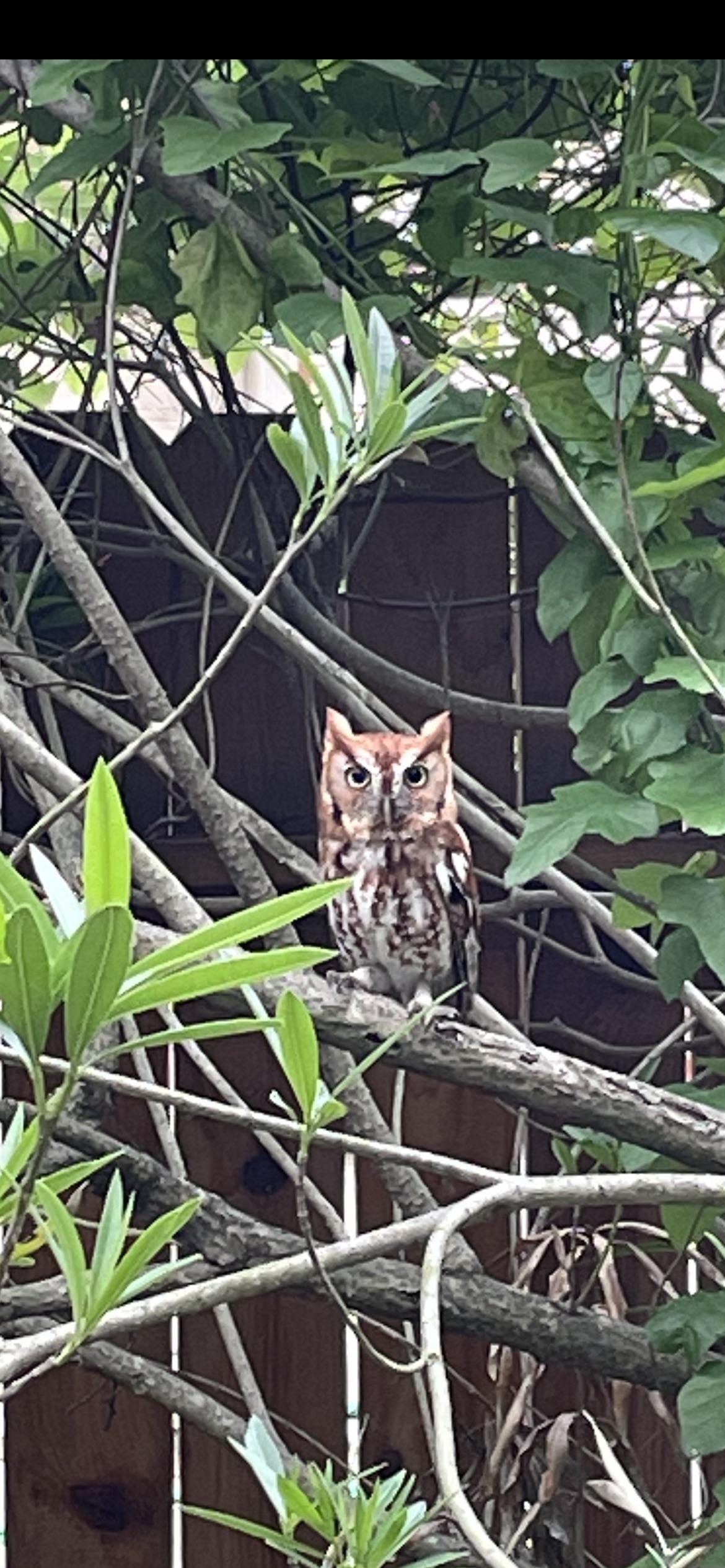 Just bought a house (Houston TX) and have a very beautiful regular