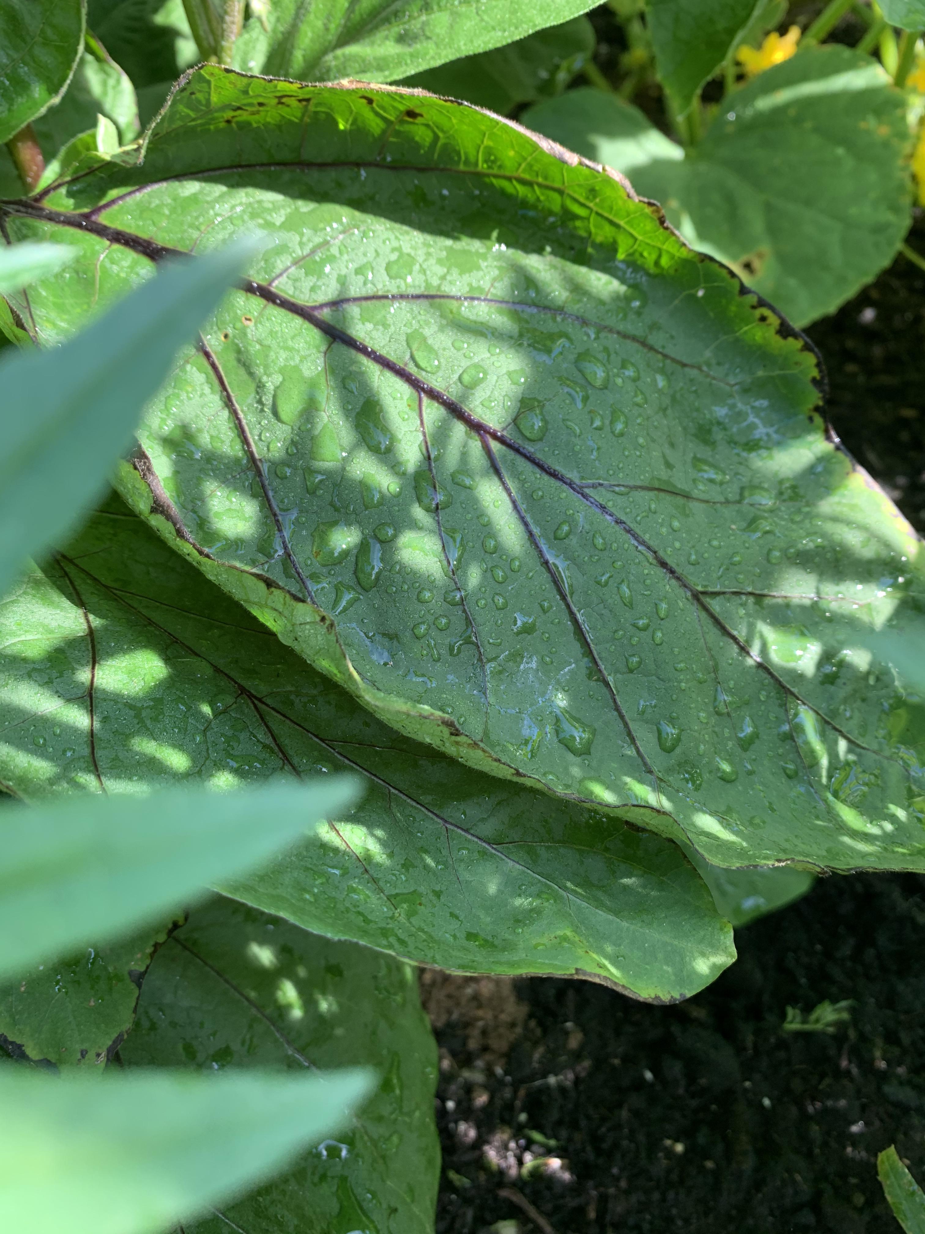 Eggplant is producing fruit but a few leaves have this weird coloration