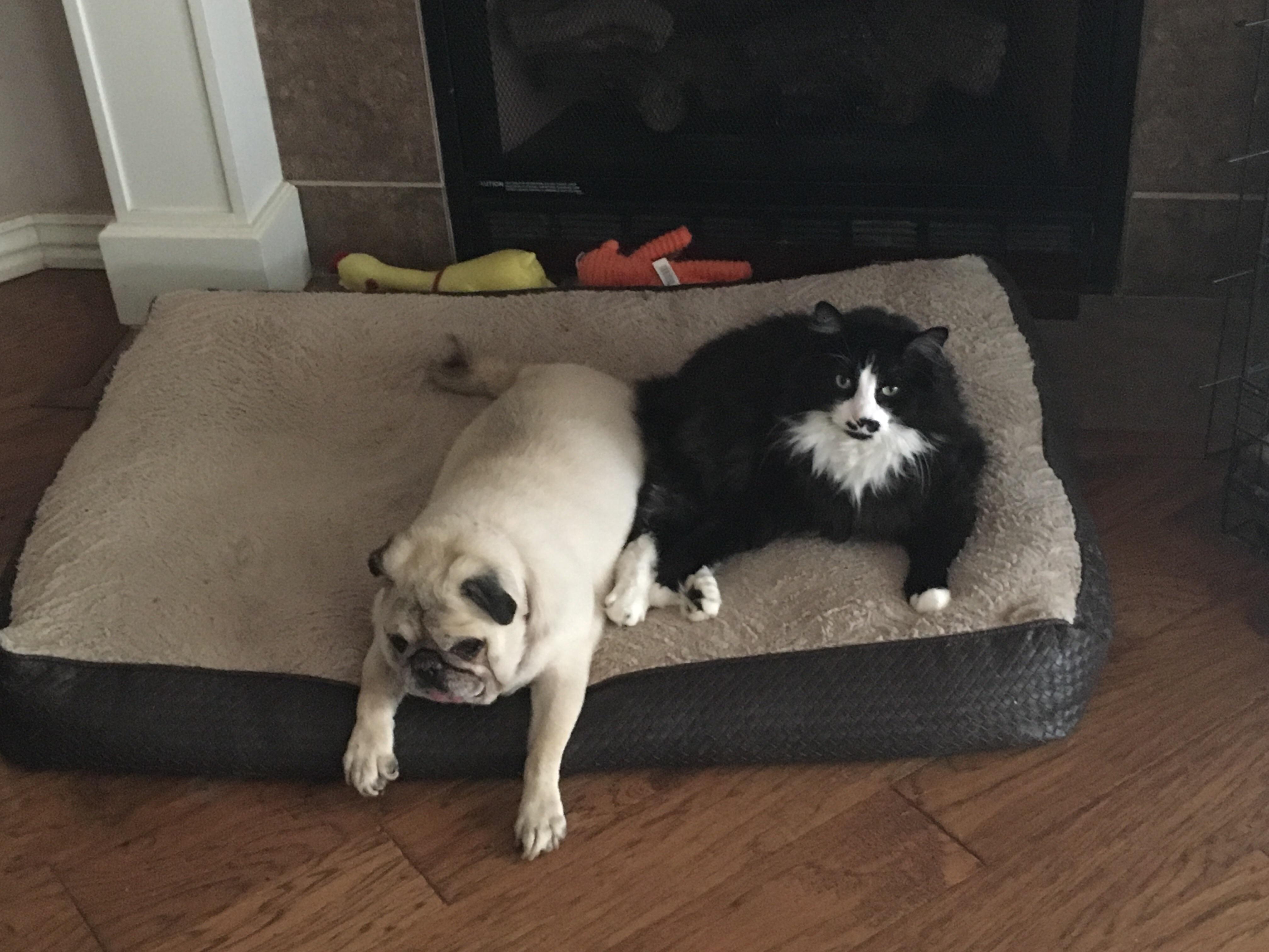 my cat and dog are best friends r/aww