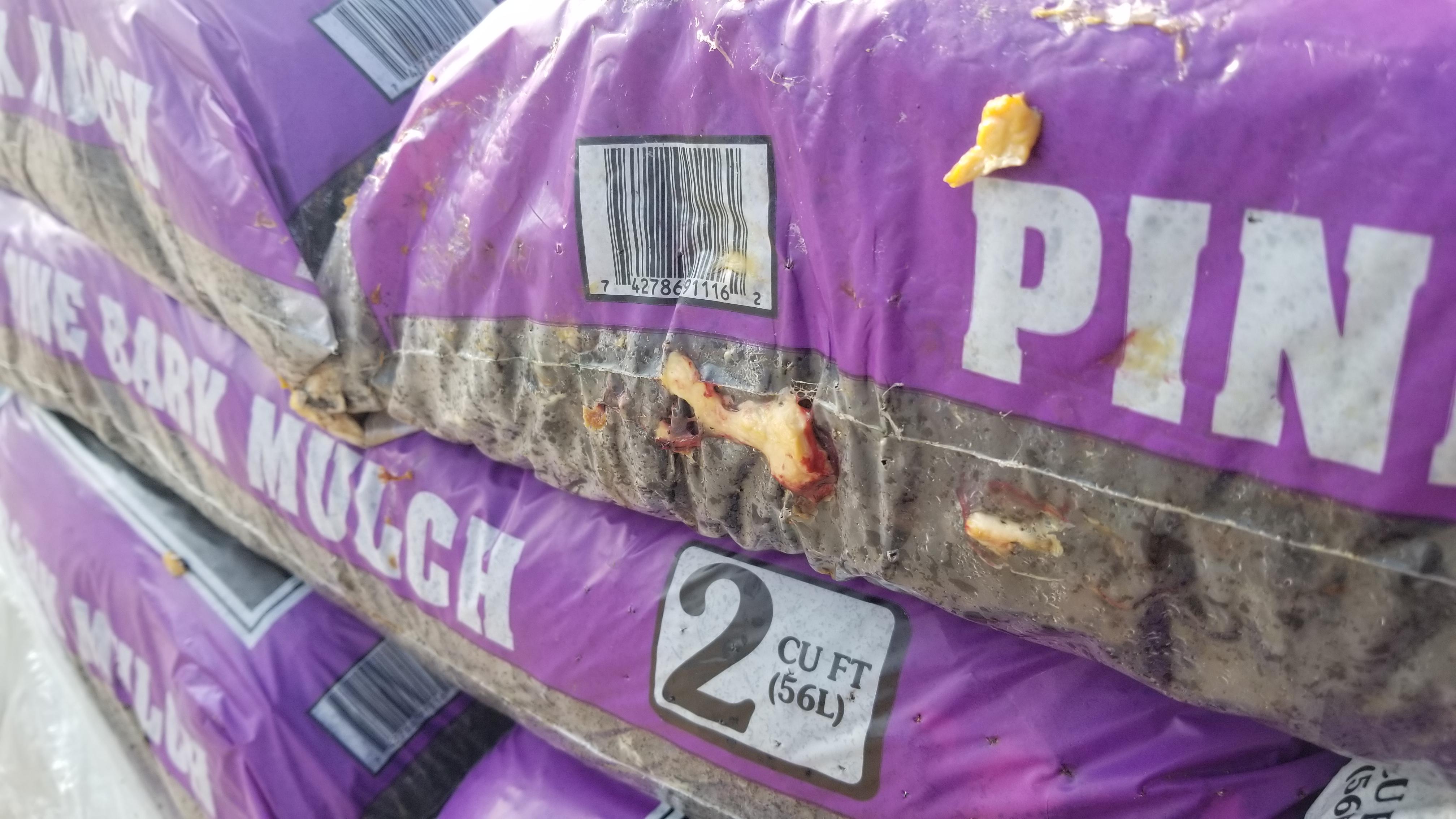Found this on a pallet of mulch that had been damp and wrapped in