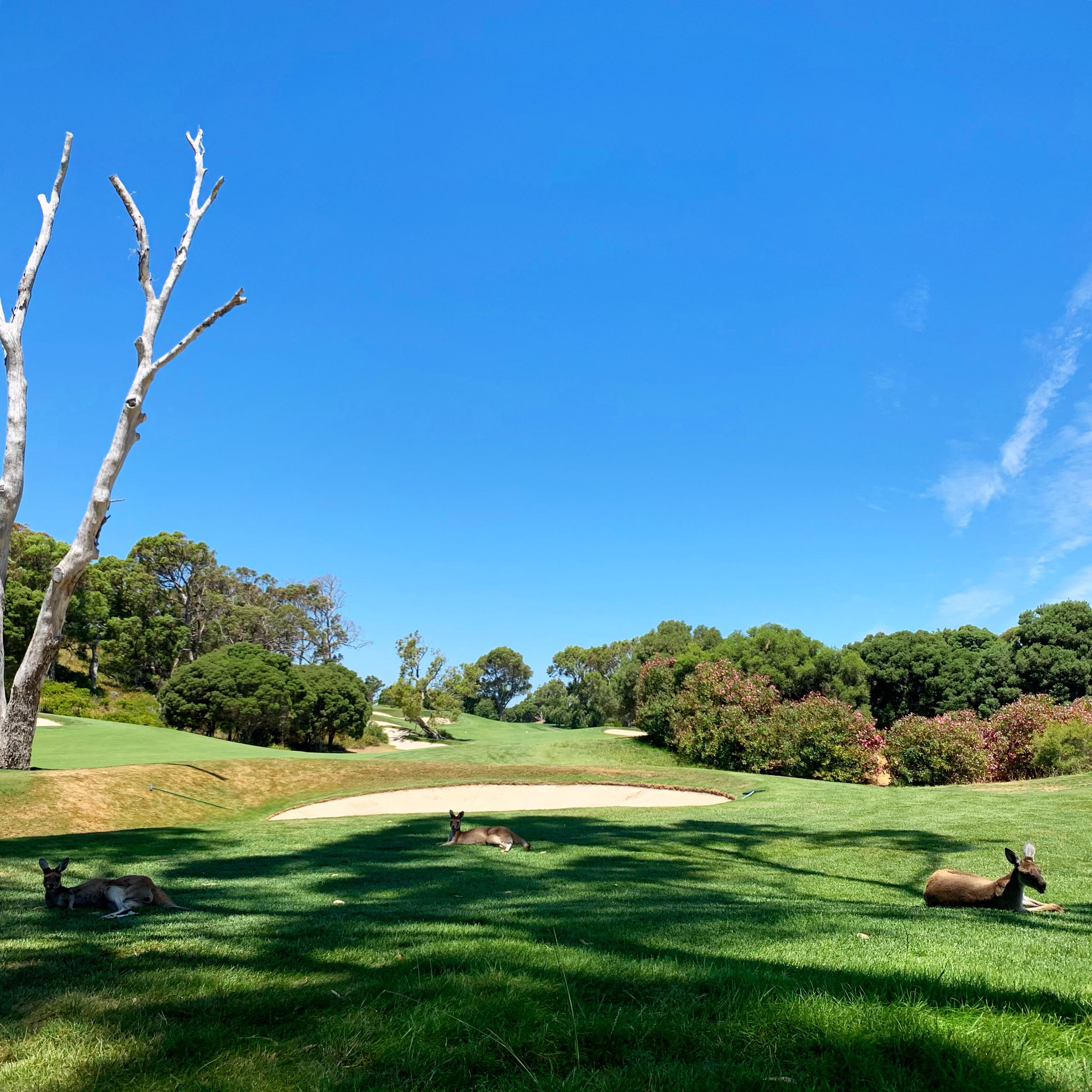 Golf Course Porn - Joondalup Resort #golf #porn #kangaroo : perth