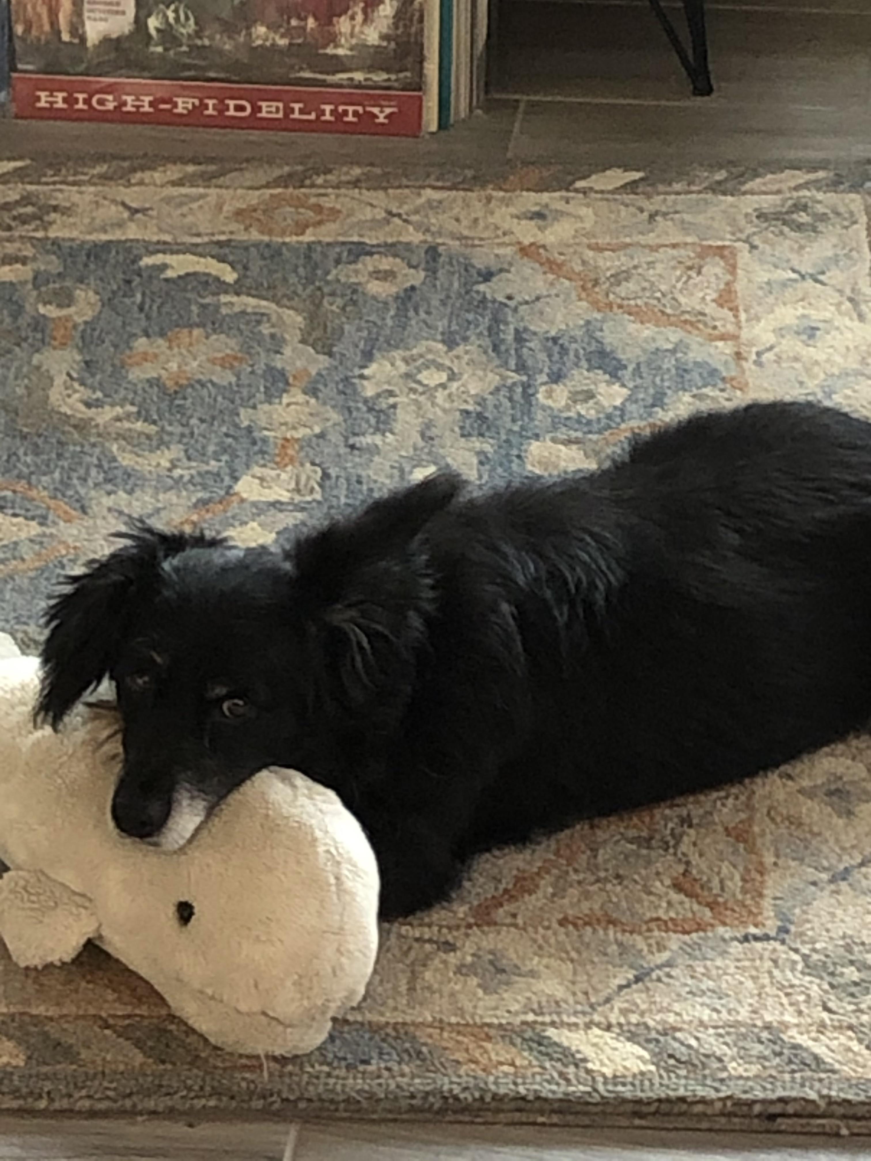 My dog’s new pillow. r/aww
