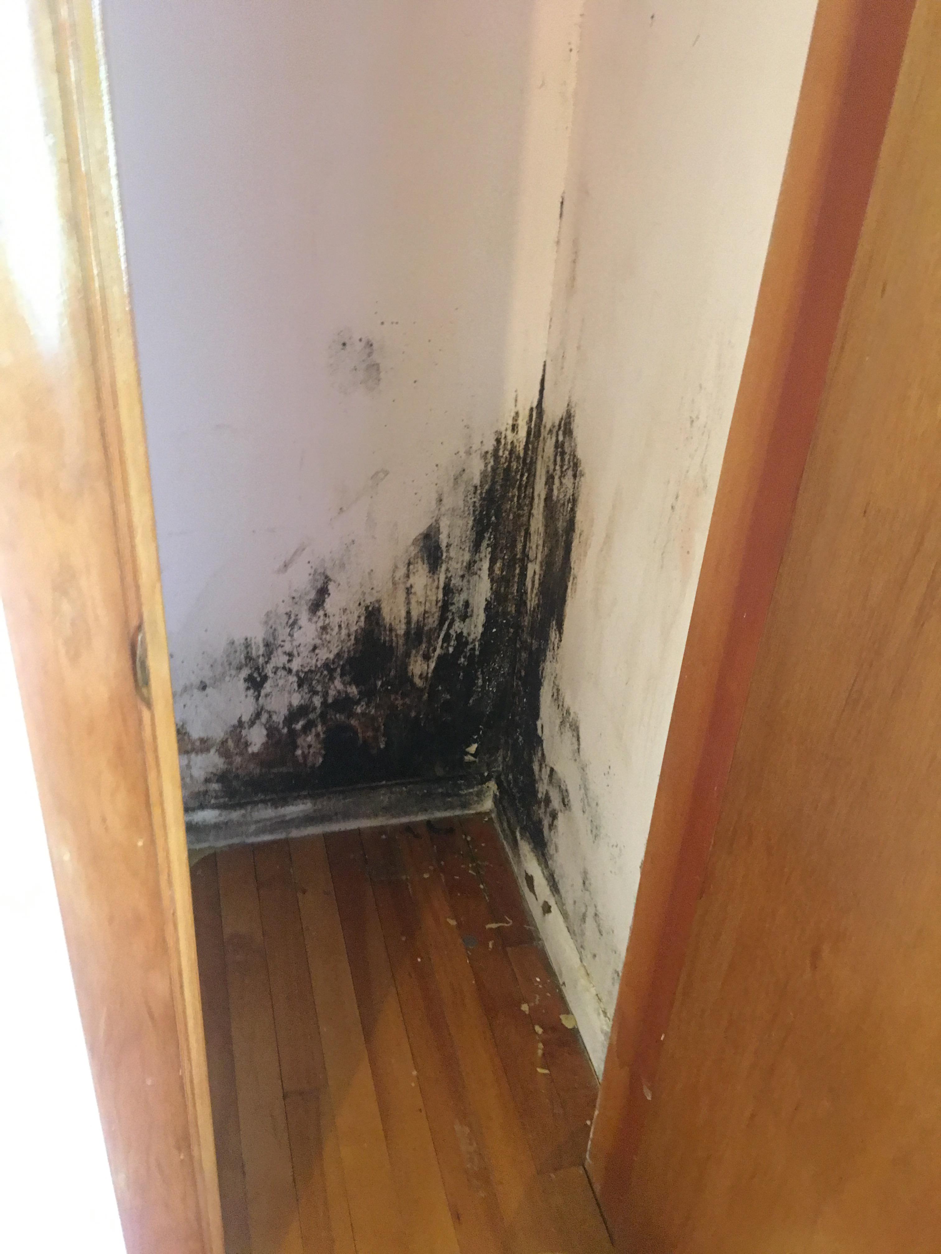 Moving into a new house with three moldy closets. This is the worst