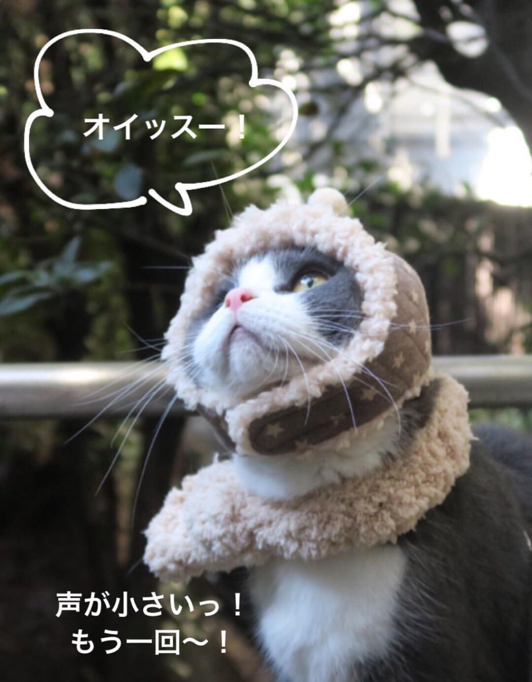 How To Say Cat In Japanese petfinder