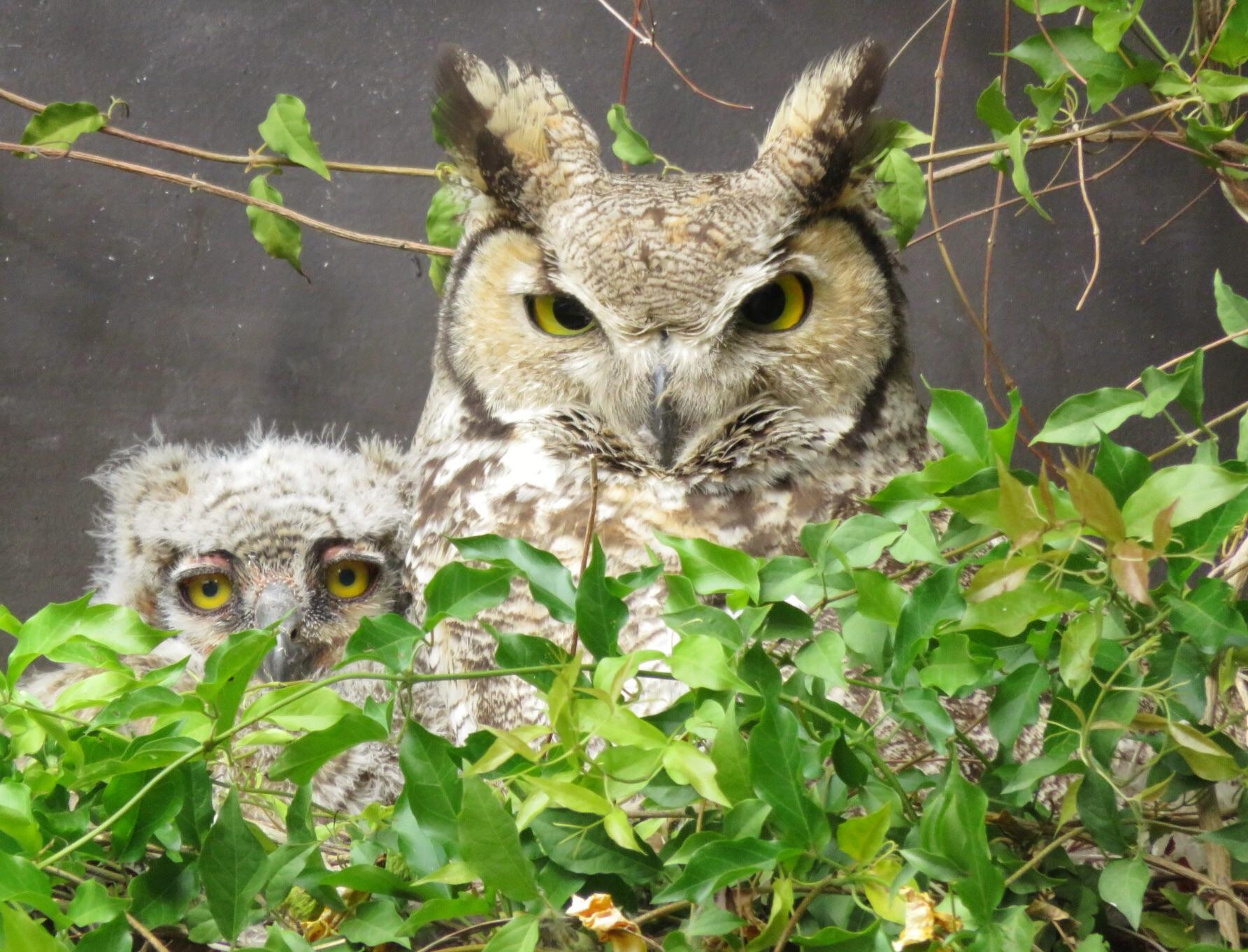 Mom and baby Great Horned Owls in Scottsdale, AZ r/Owls