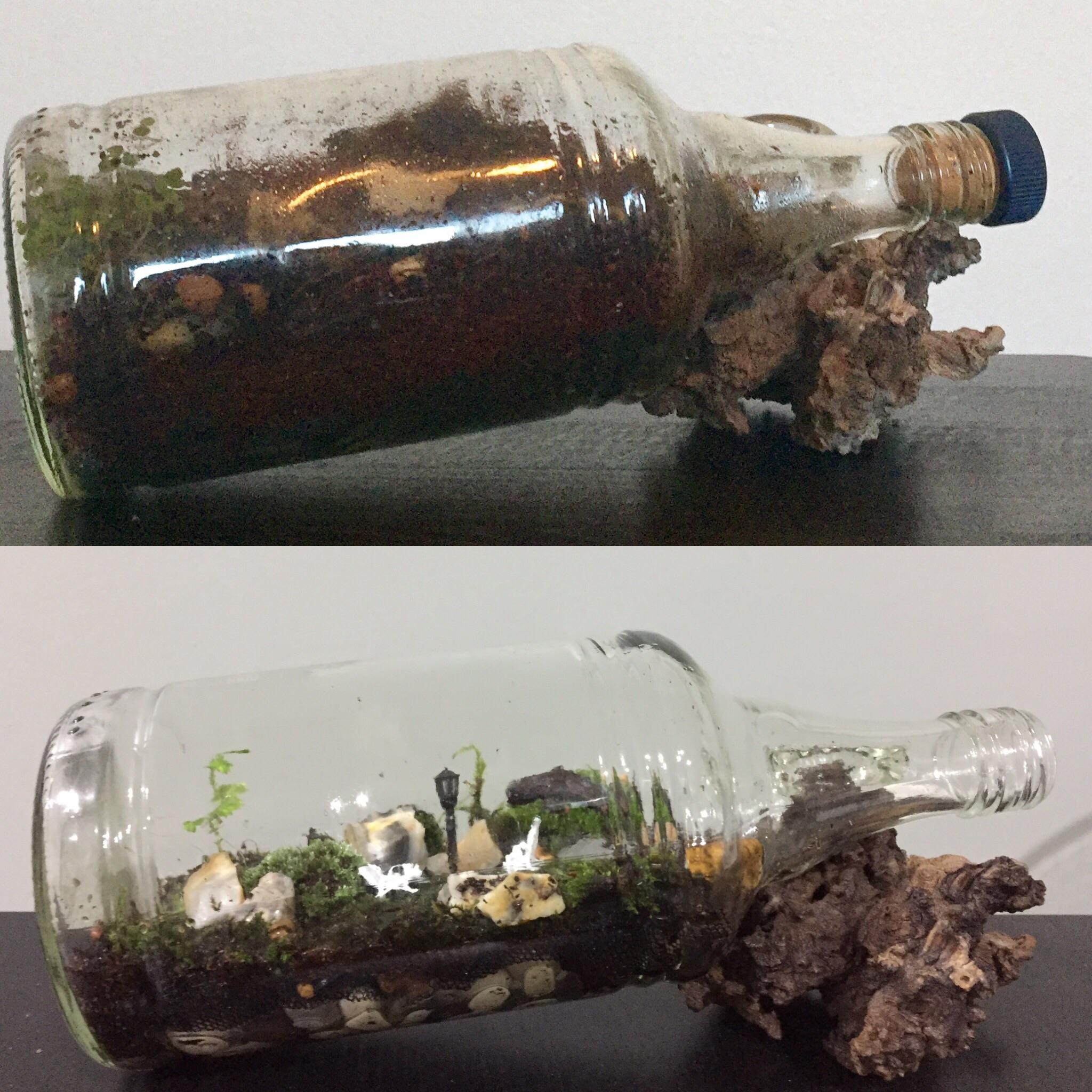 Before and after photos of redoing a terrarium I made a little too