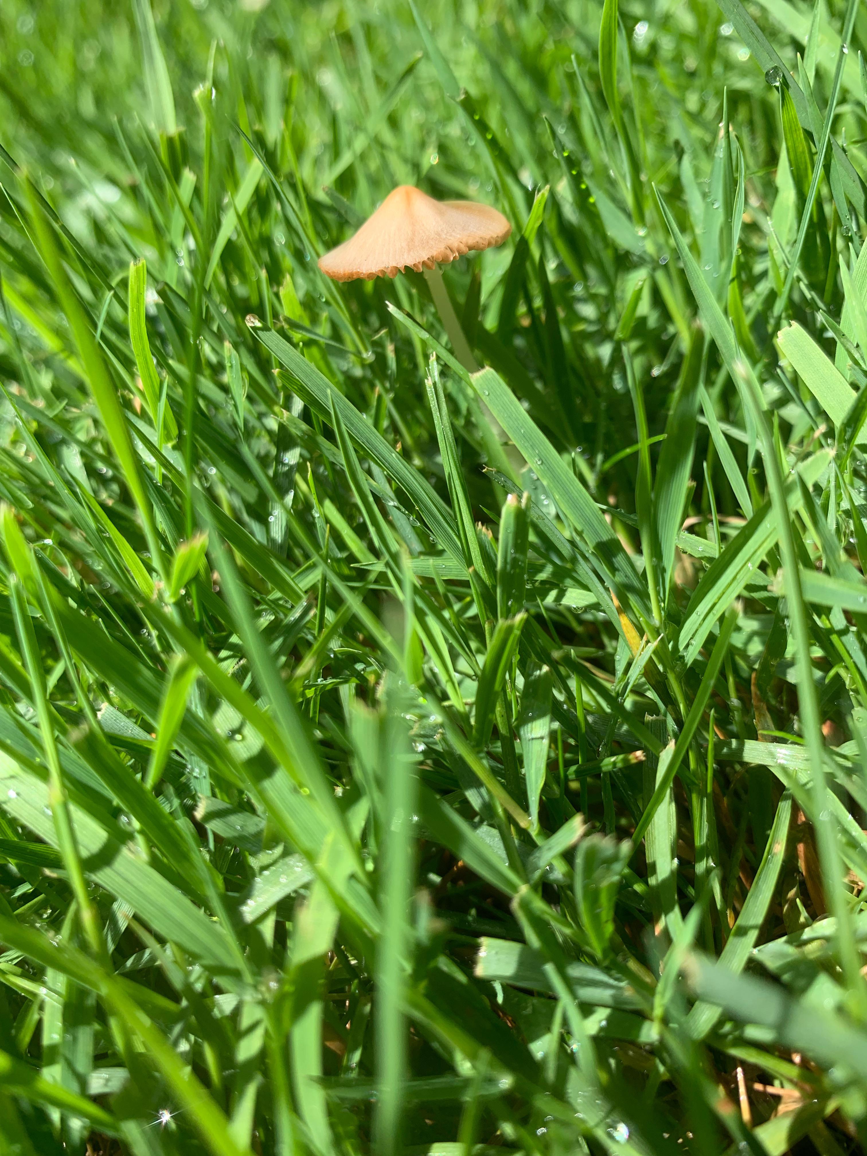 What are these mushrooms growing in my yard? r/mushroomID