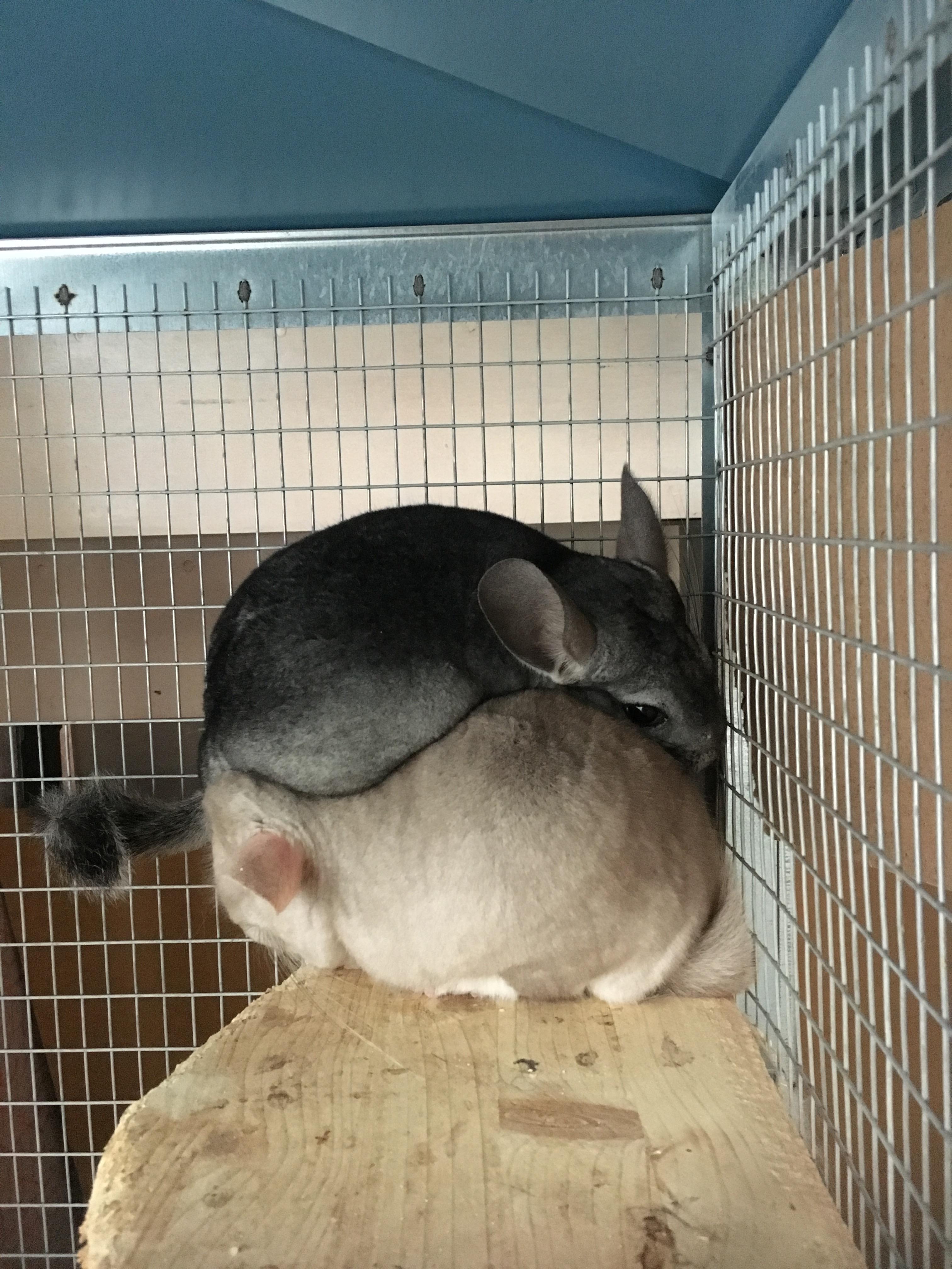 Chinchilla yinyang. RIP Nougat(white) who died last year. Noisette is