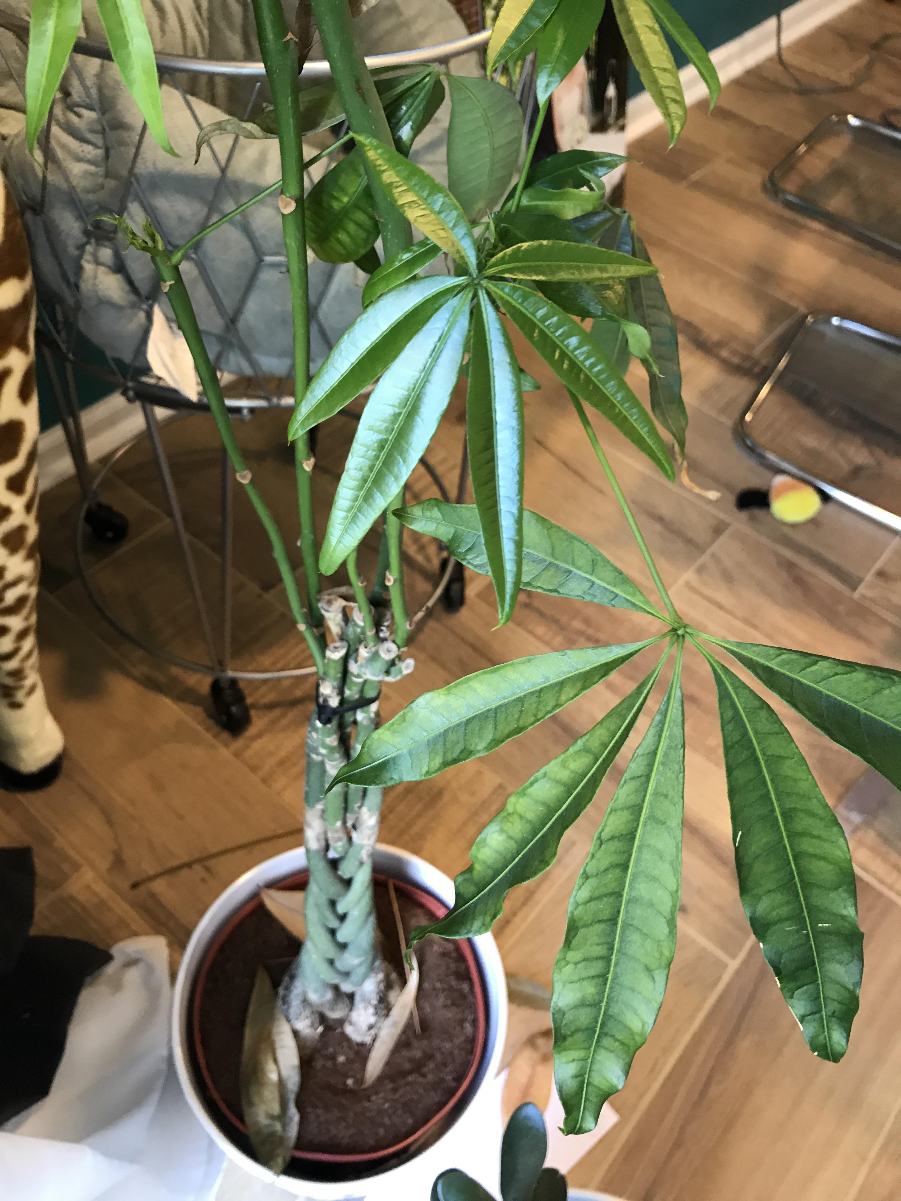 Tropical plant from IKEA? r/whatsthisplant