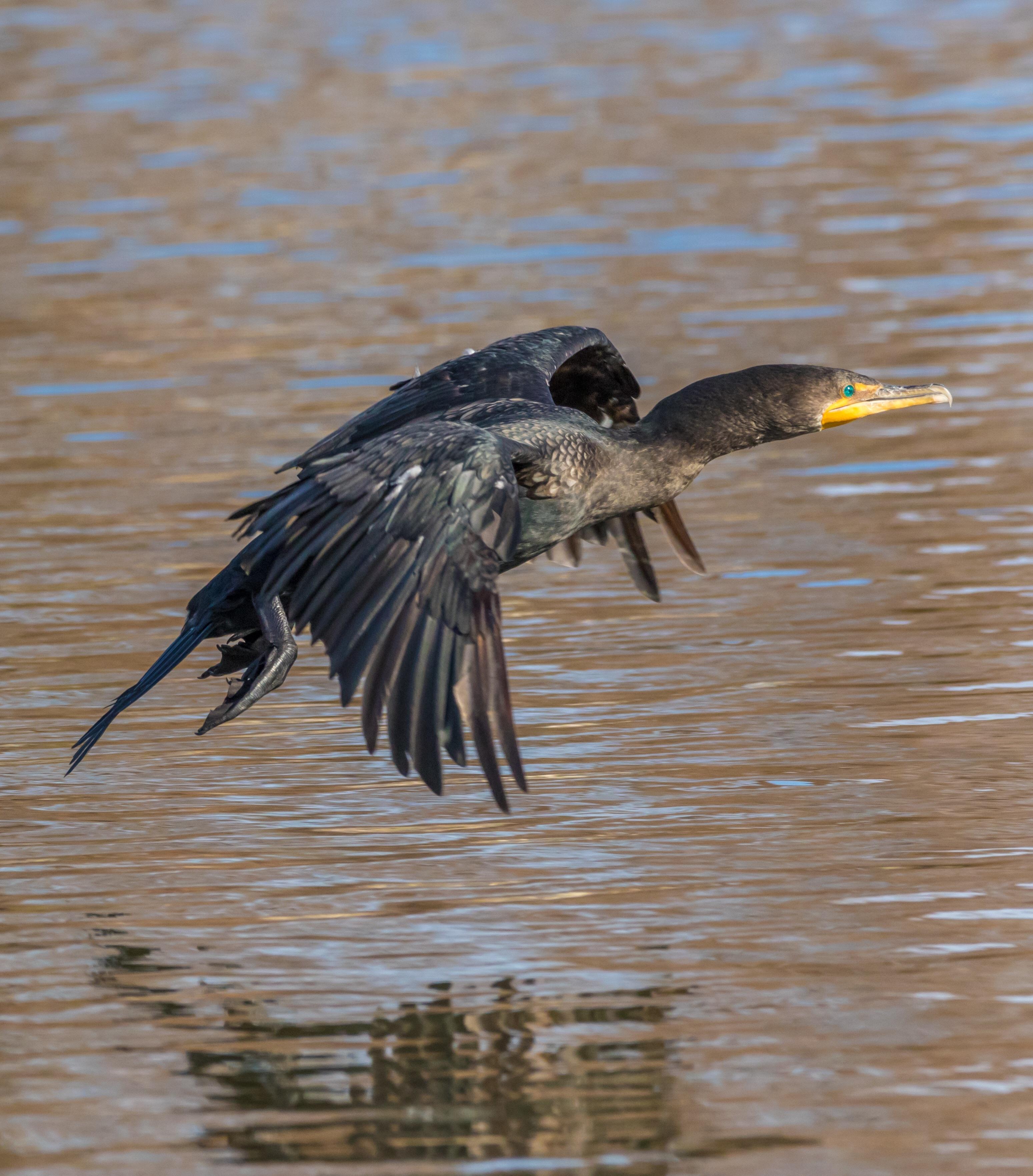 A Great Cormorant coming in for a landing. r/wildlifephotography