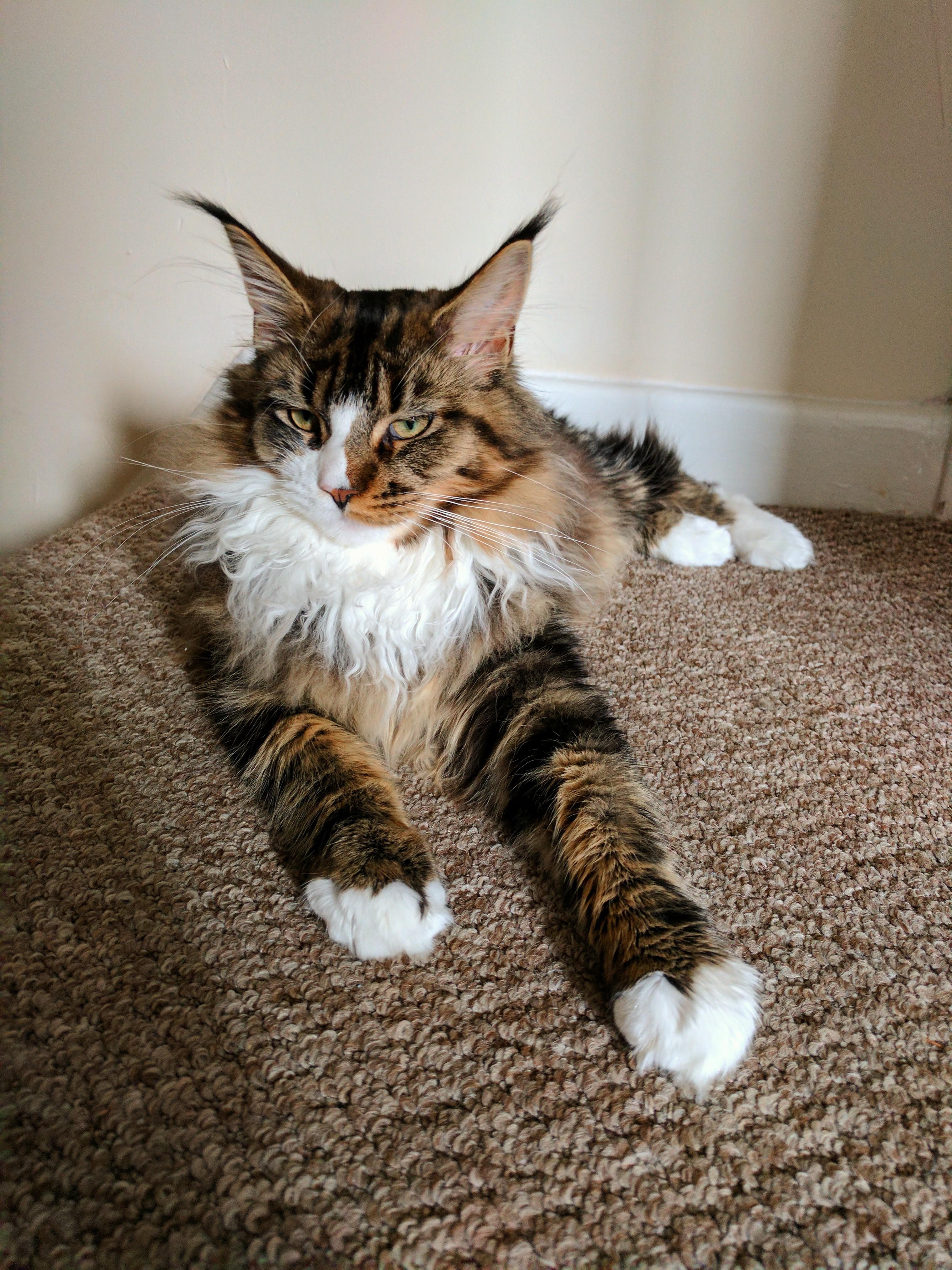 One moody maine coon teenager (7 months) r/mainecoons