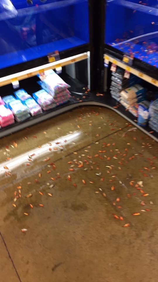 Pet store worker dropped all the fish on the floor RIP ( r/mildlyinteresting