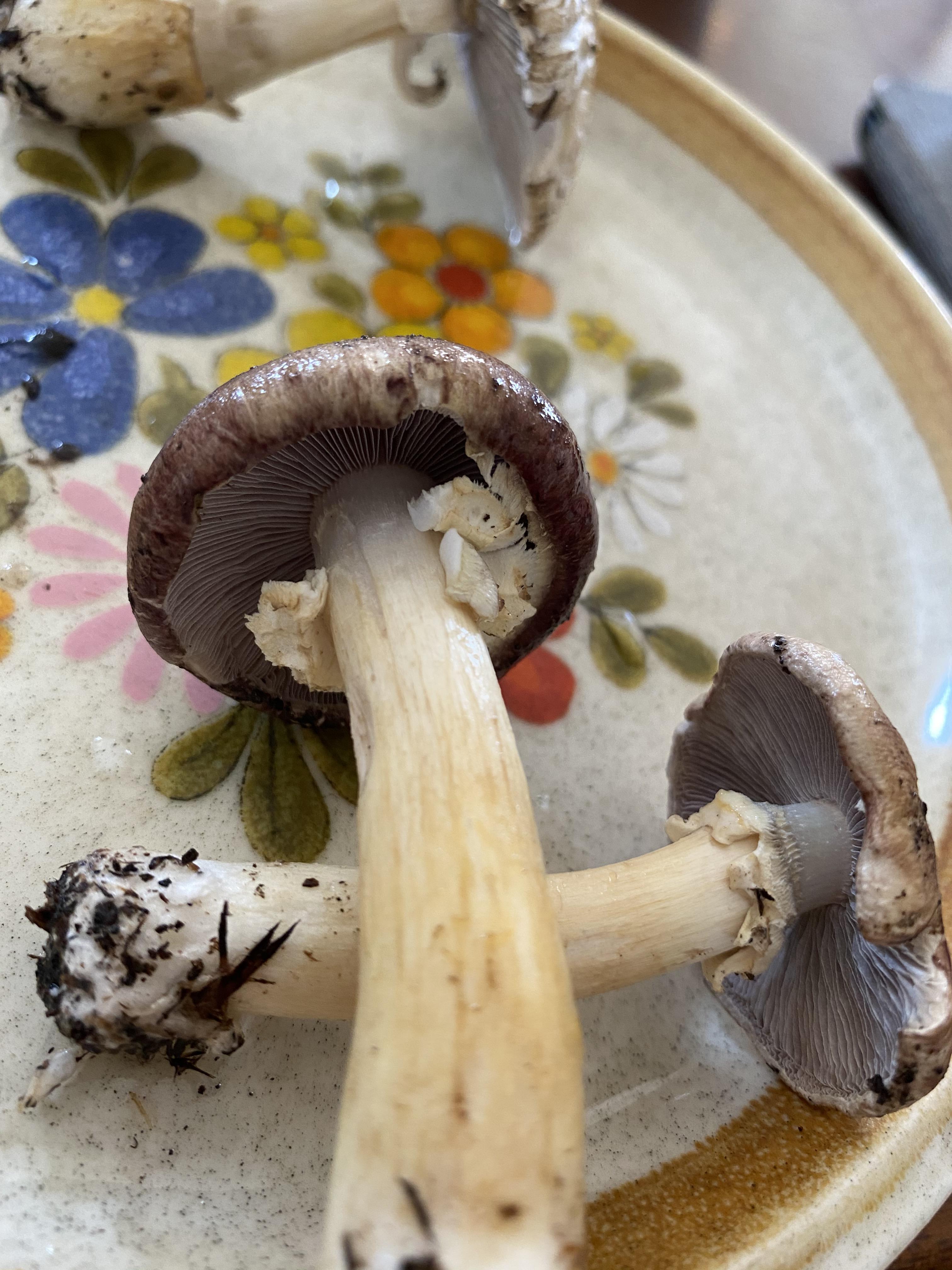 Mushrooms growing in bathroom? Mushrooms