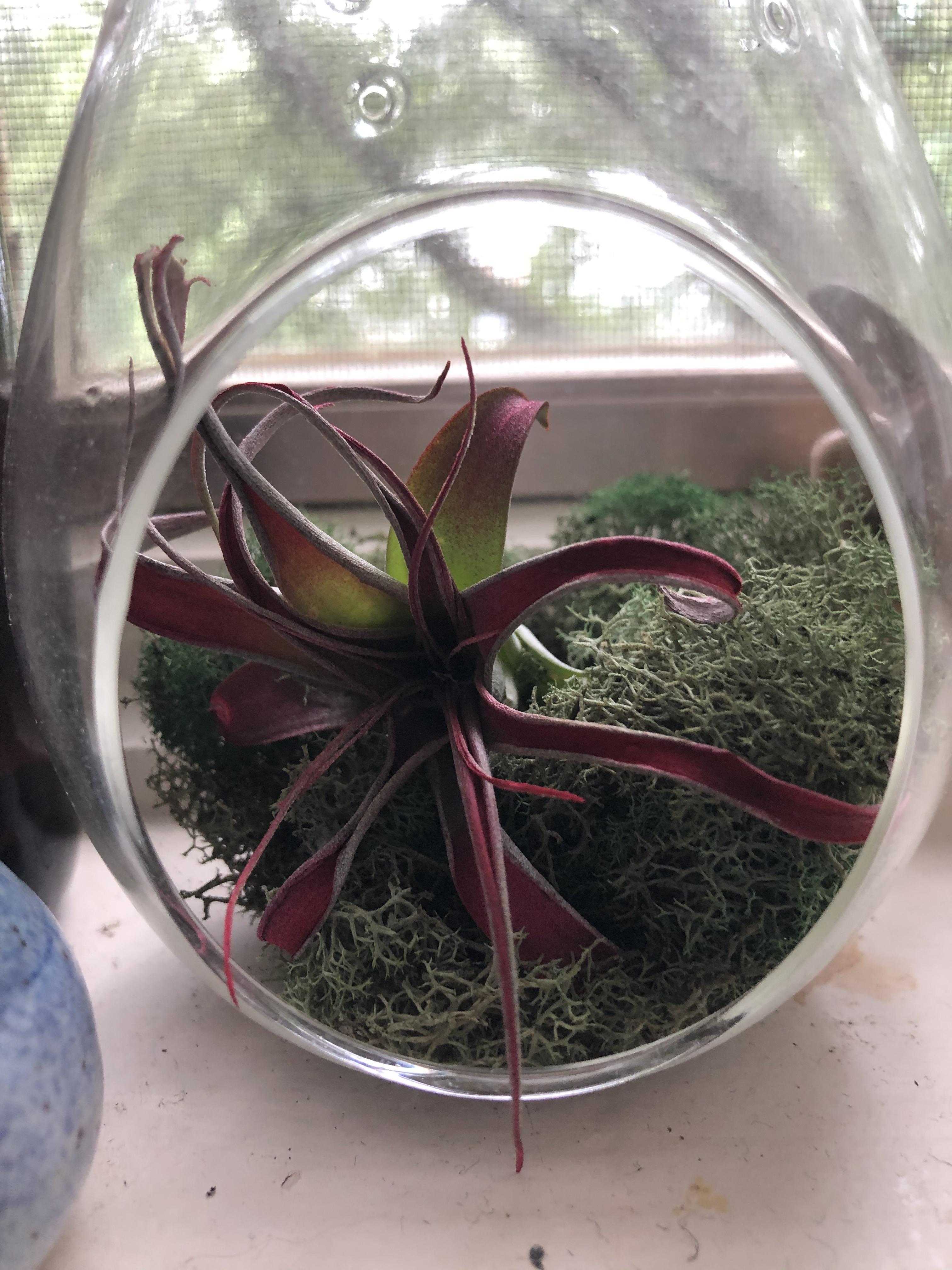 My air plant is dying? r/plantclinic