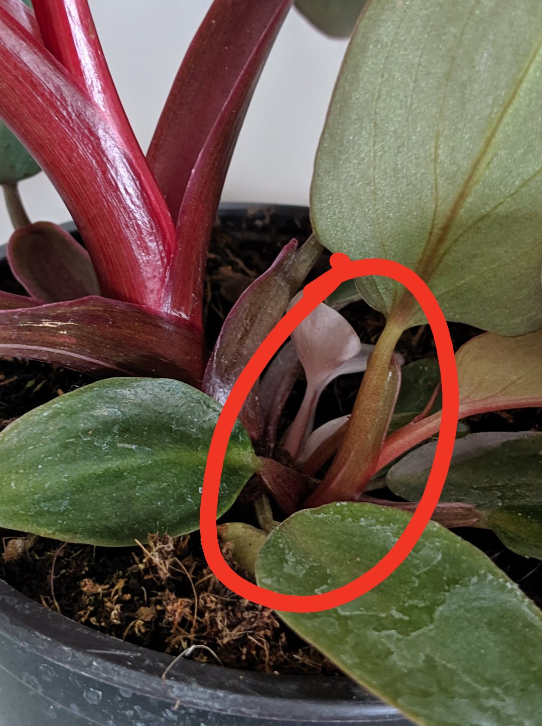 Can I sperate and propagate this pink Princess baby? Seems to be