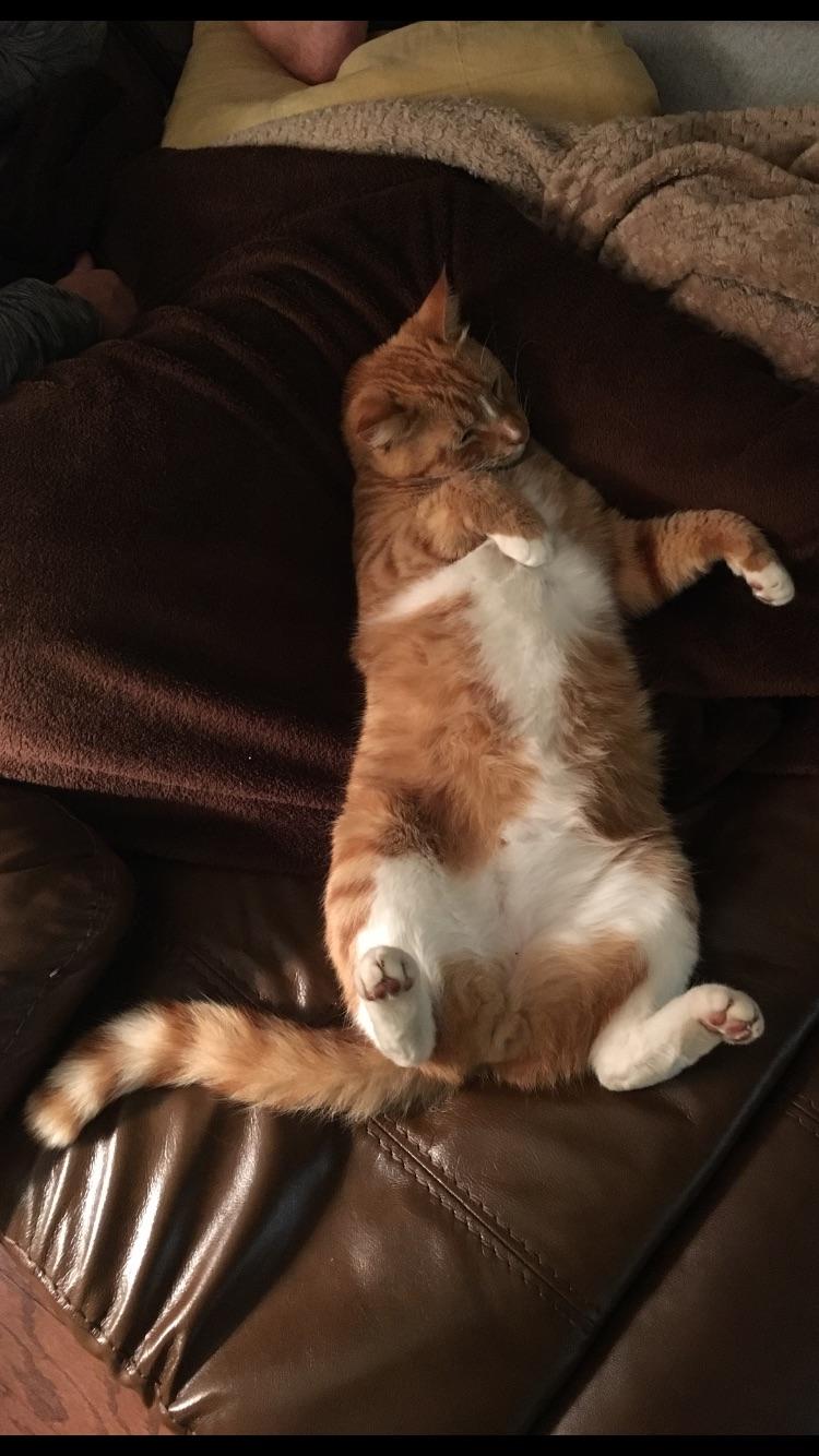 Unfortunately, we lost this sweet boy this week. Pascal was the best