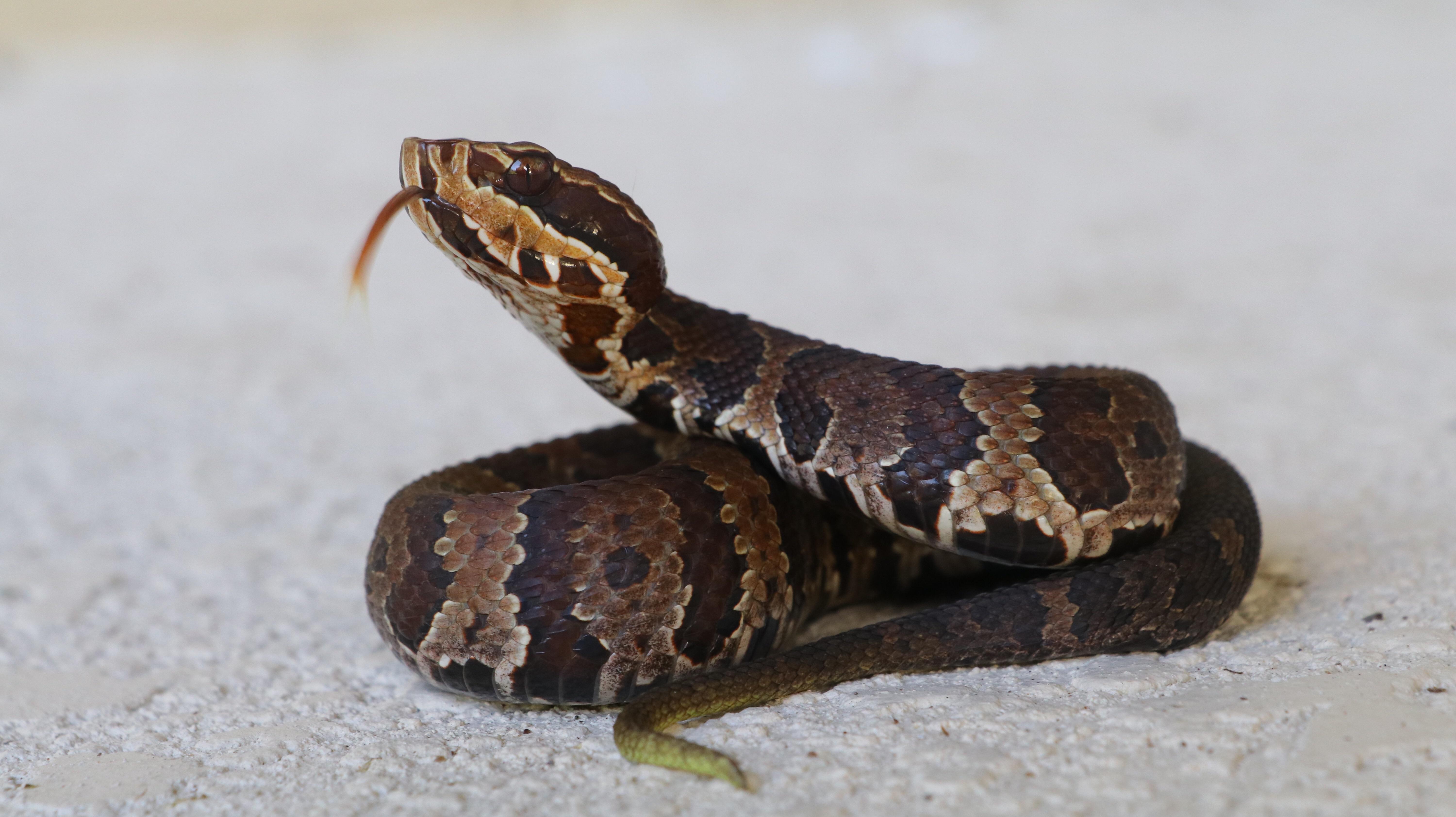Little Cottonmouth decided to explore in my backyard today r/snakes