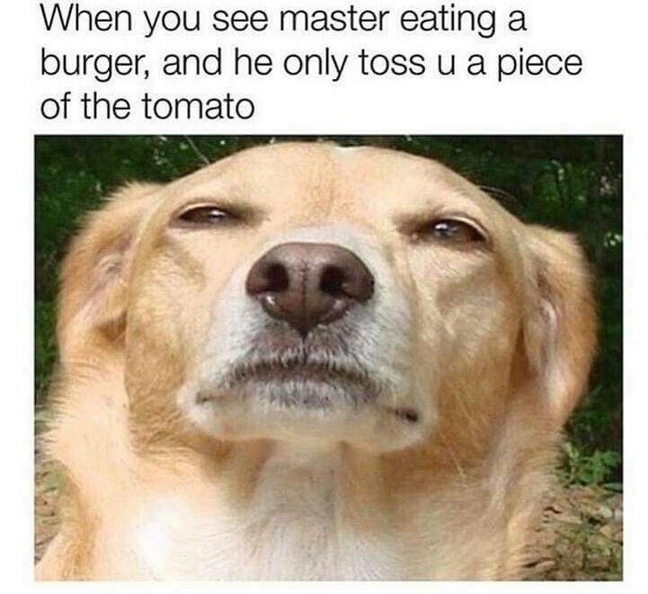 that look of betrayal memes