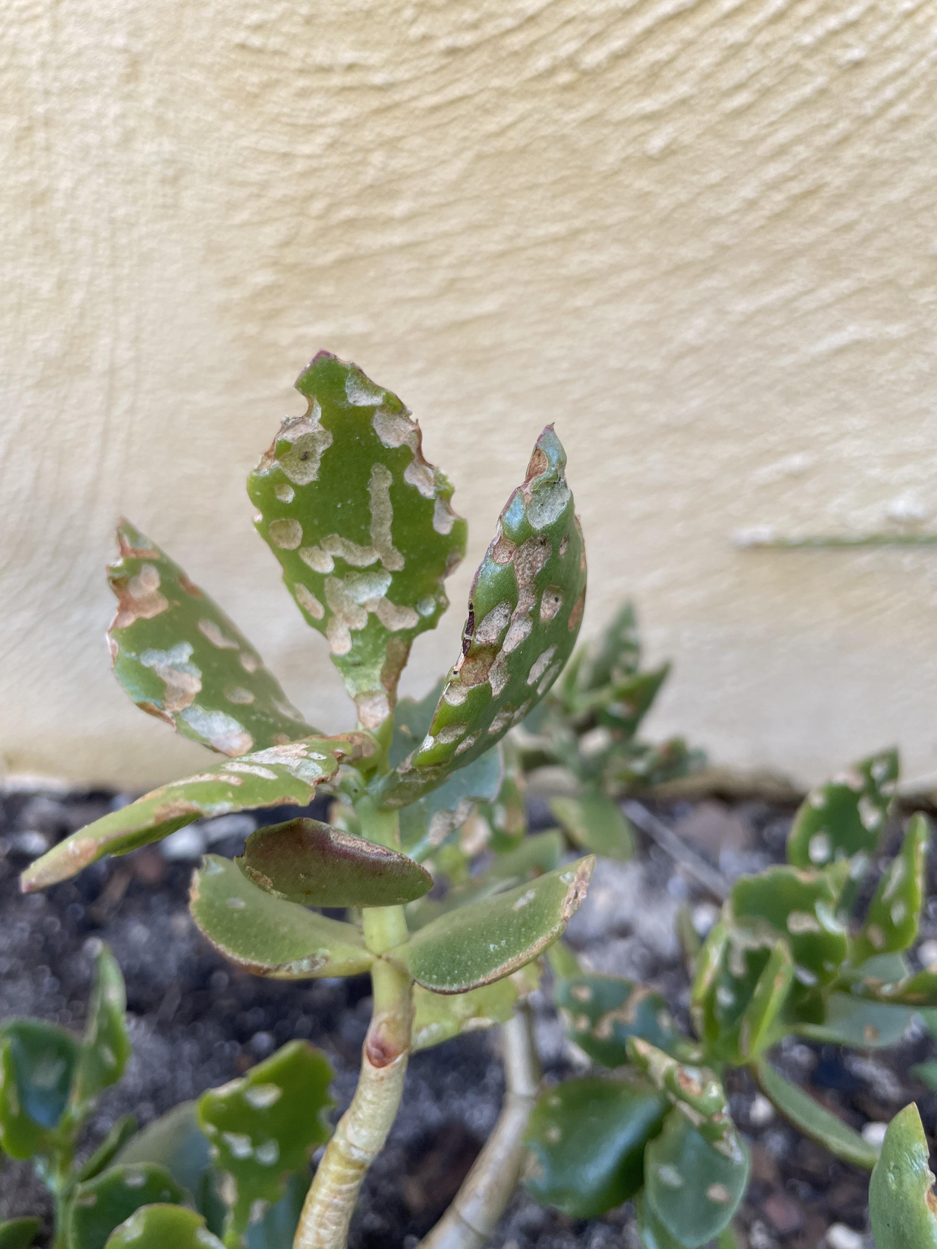 What’s eating my succulent?! Can anyone diagnose what little bastard is