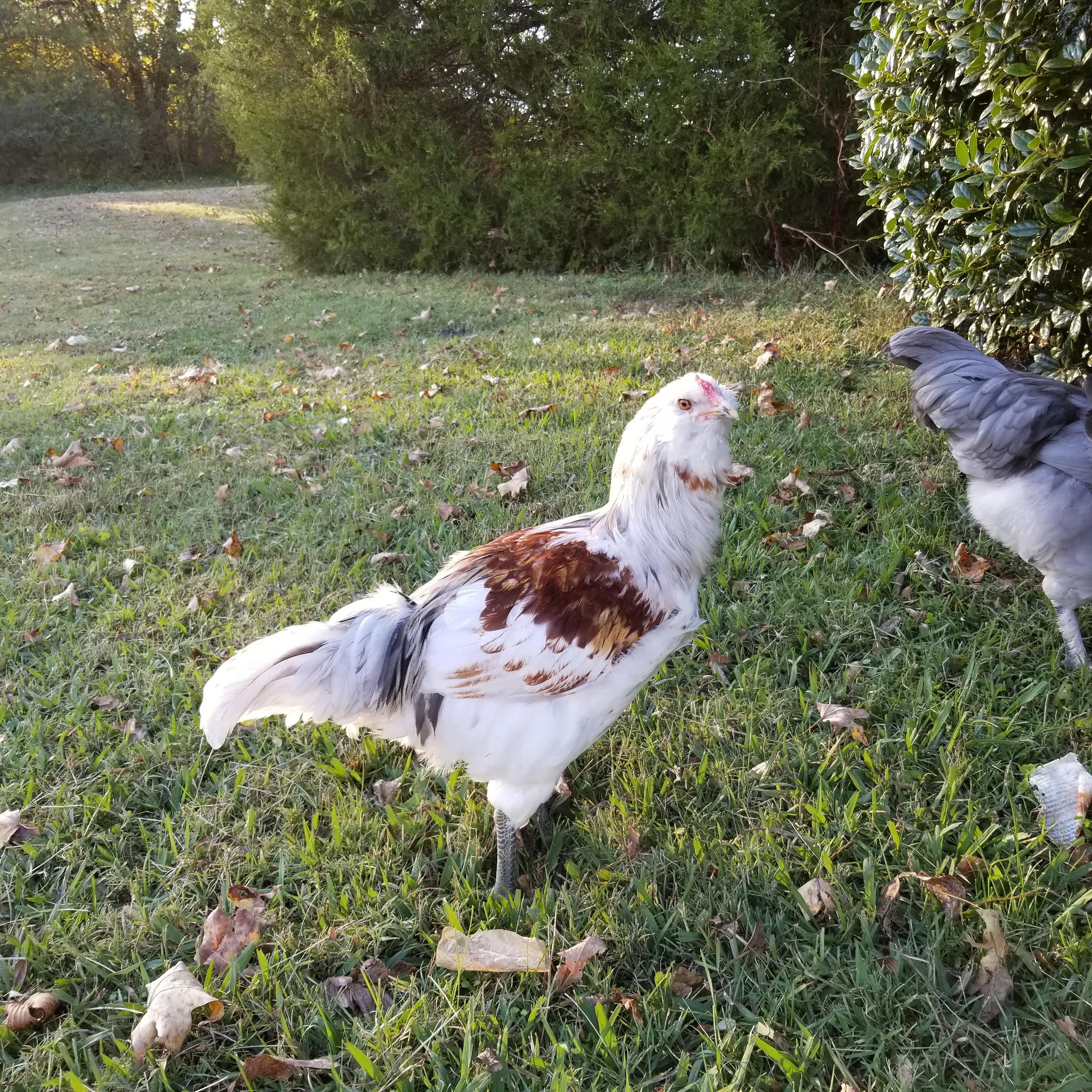 This Is My First Ameraucana Chicken, I Can't Tell If It's A Rooster or