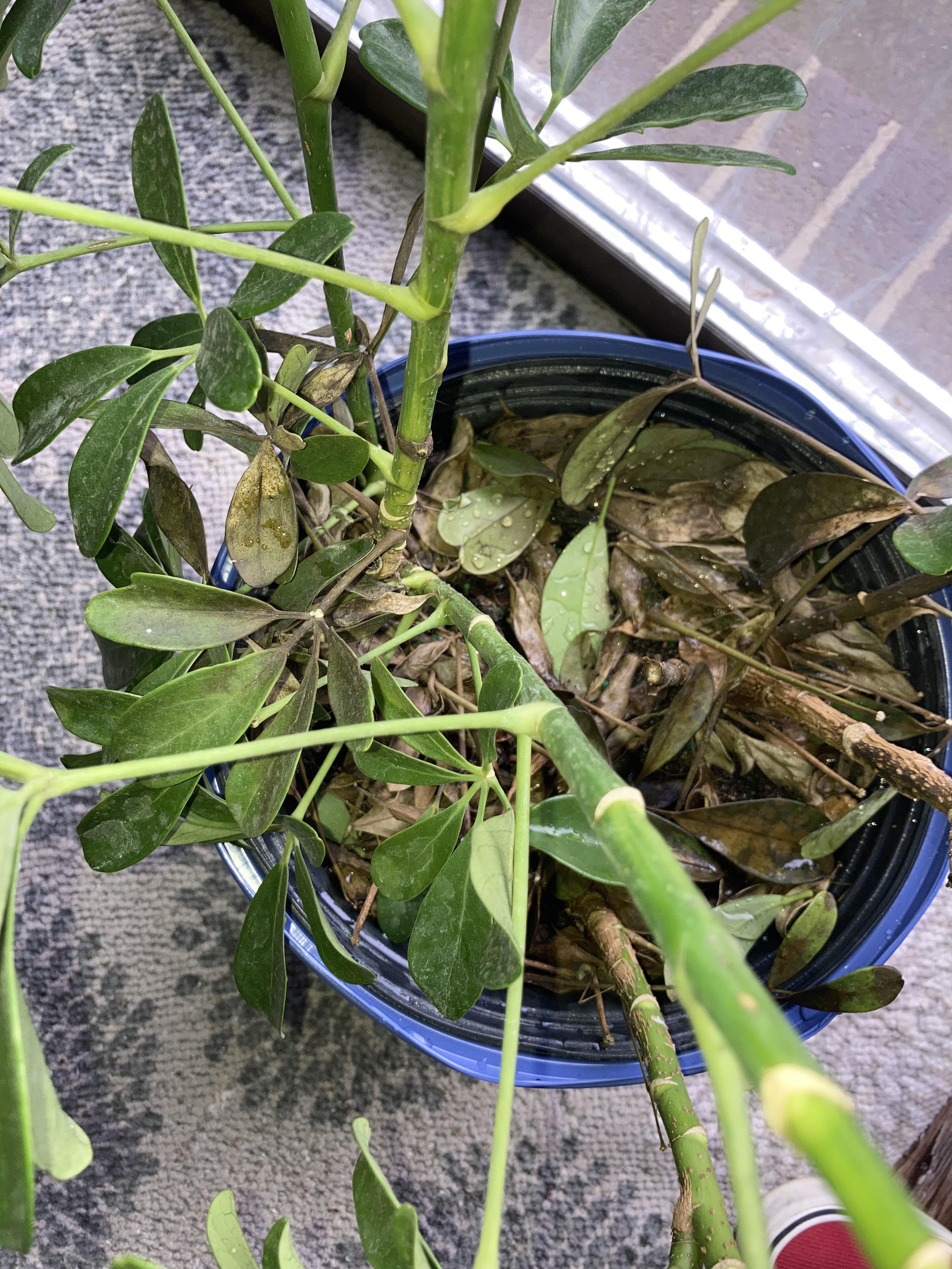 Umbrella plant dying, turns brown and leaves fall off constantly. I am barely keeping it alive I